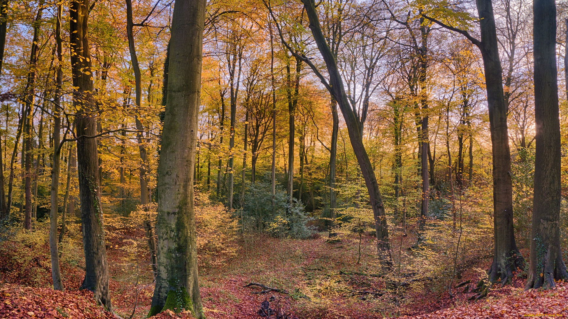 природа, лес, листва, осень, краски