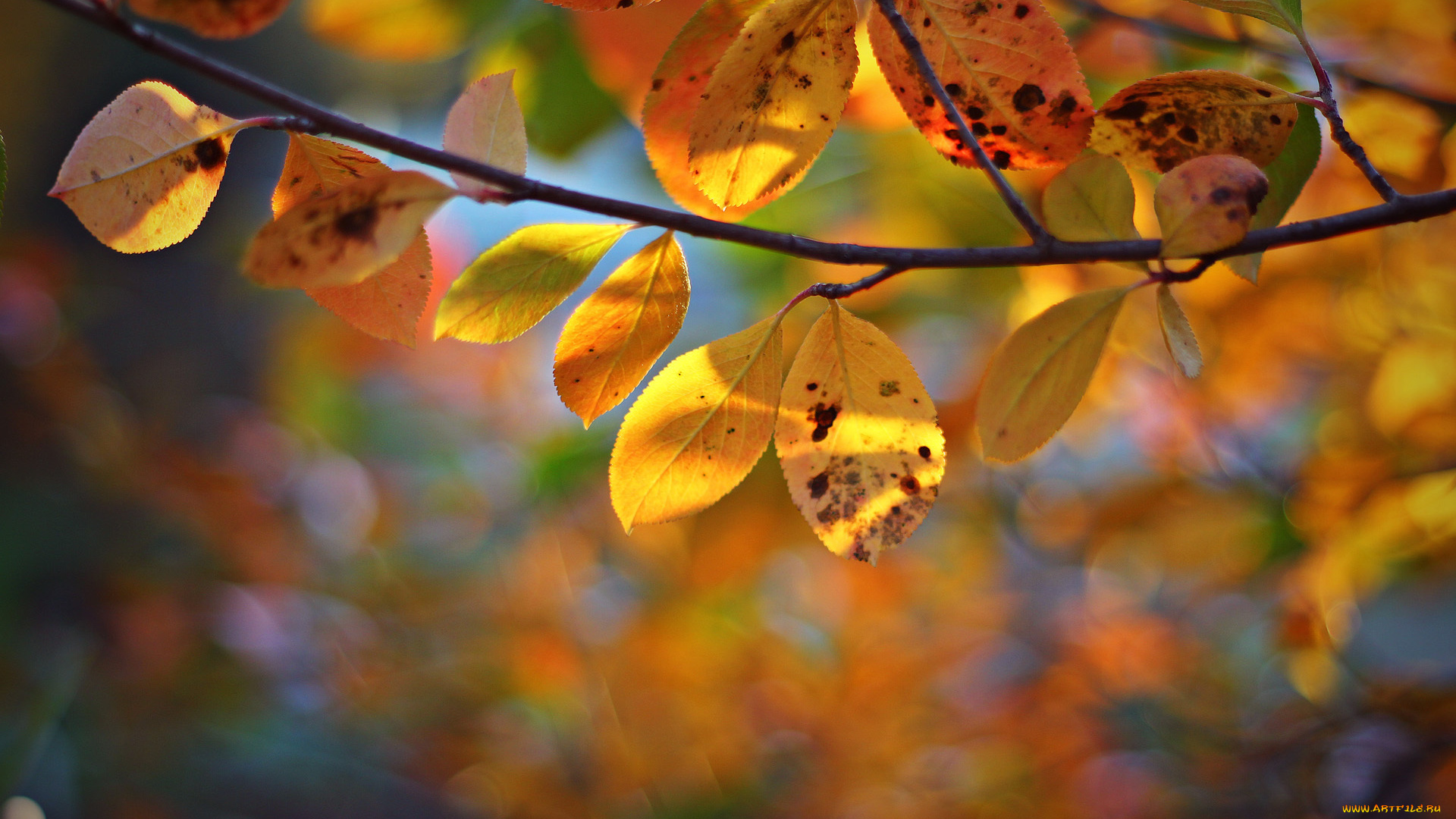 природа, листья, осень, желтые, дерево, ветка