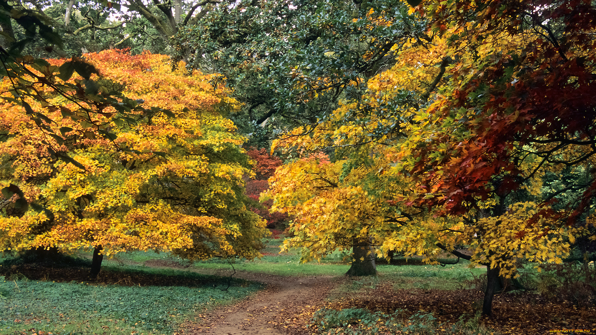 природа, парк, краски, листва, осень