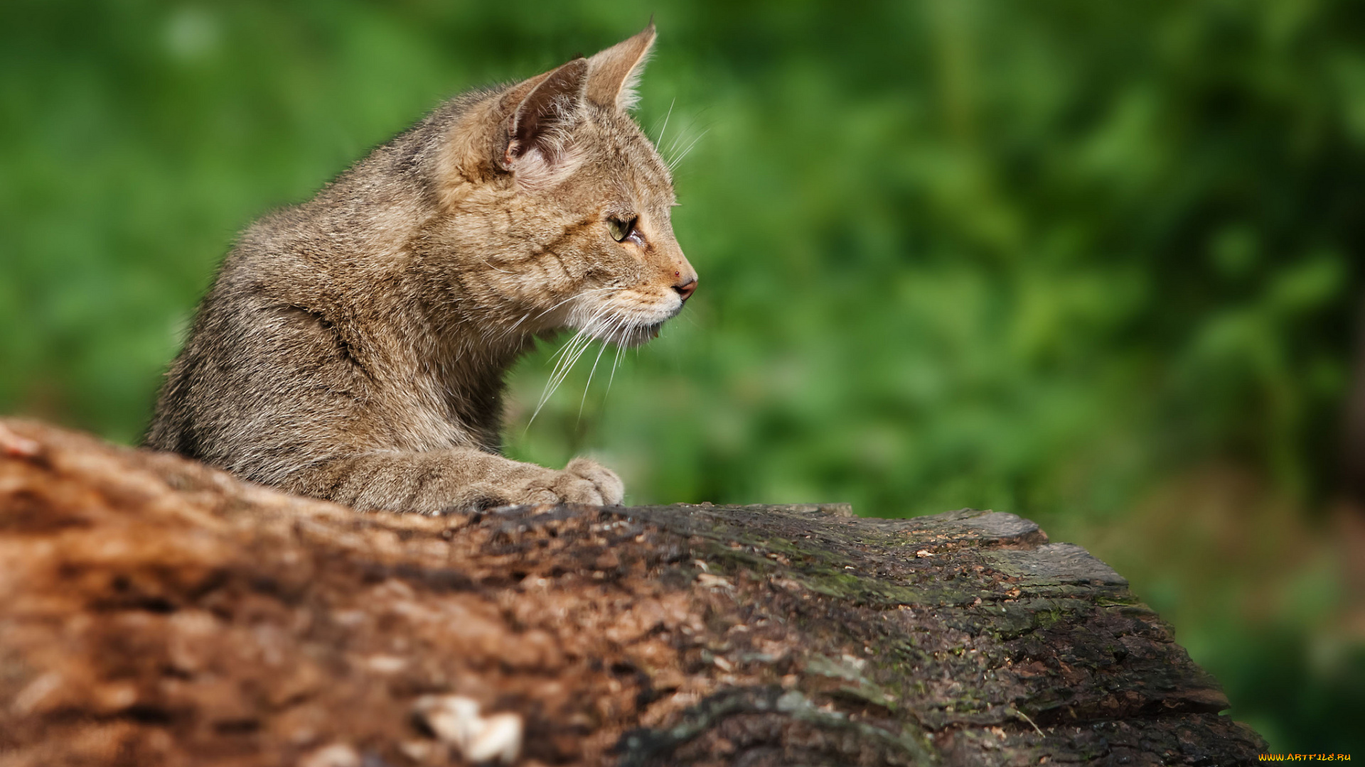 животные, коты, бревно, серая, профиль, кошка