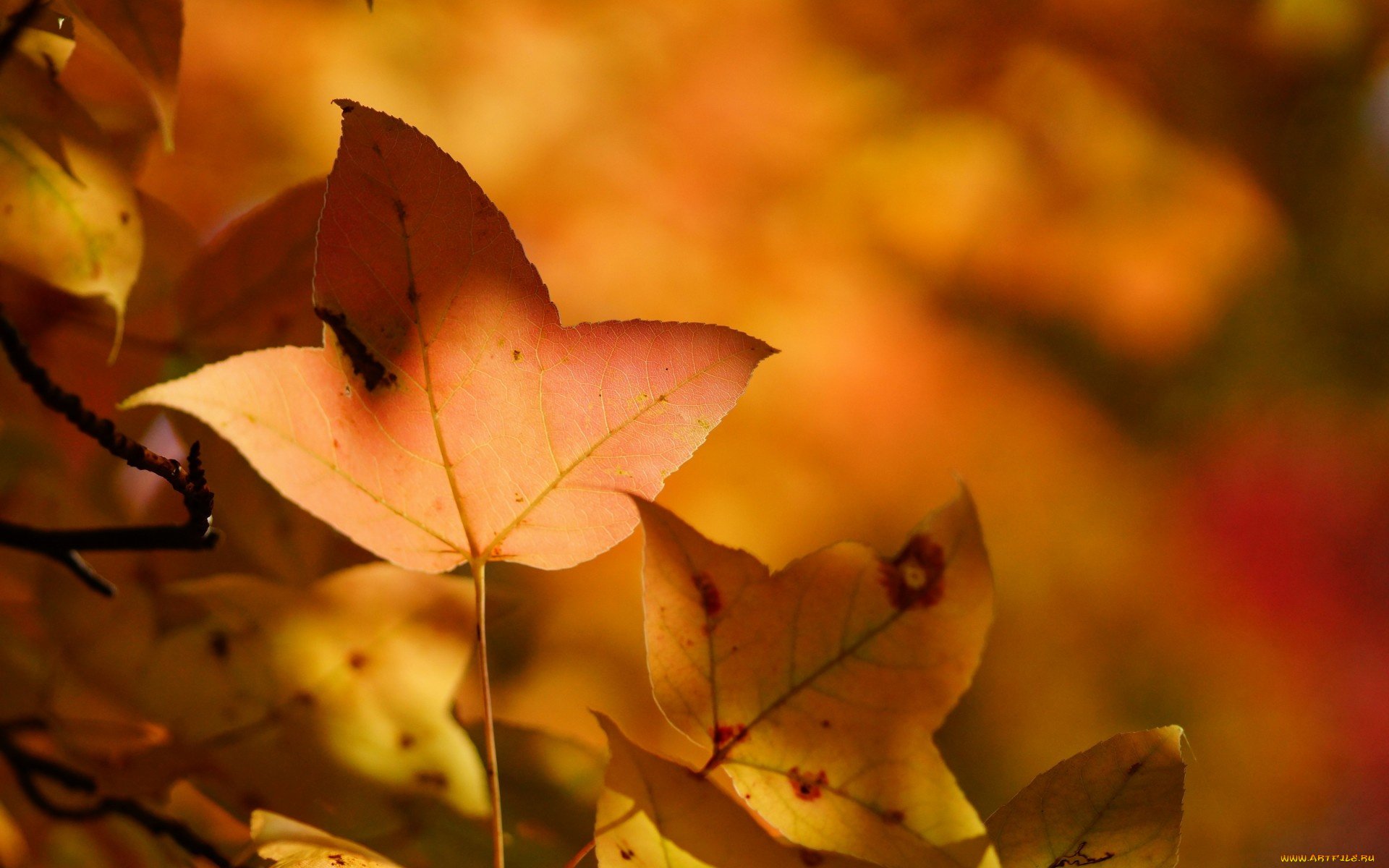 природа, листья, лист, дерево, желтые, осень