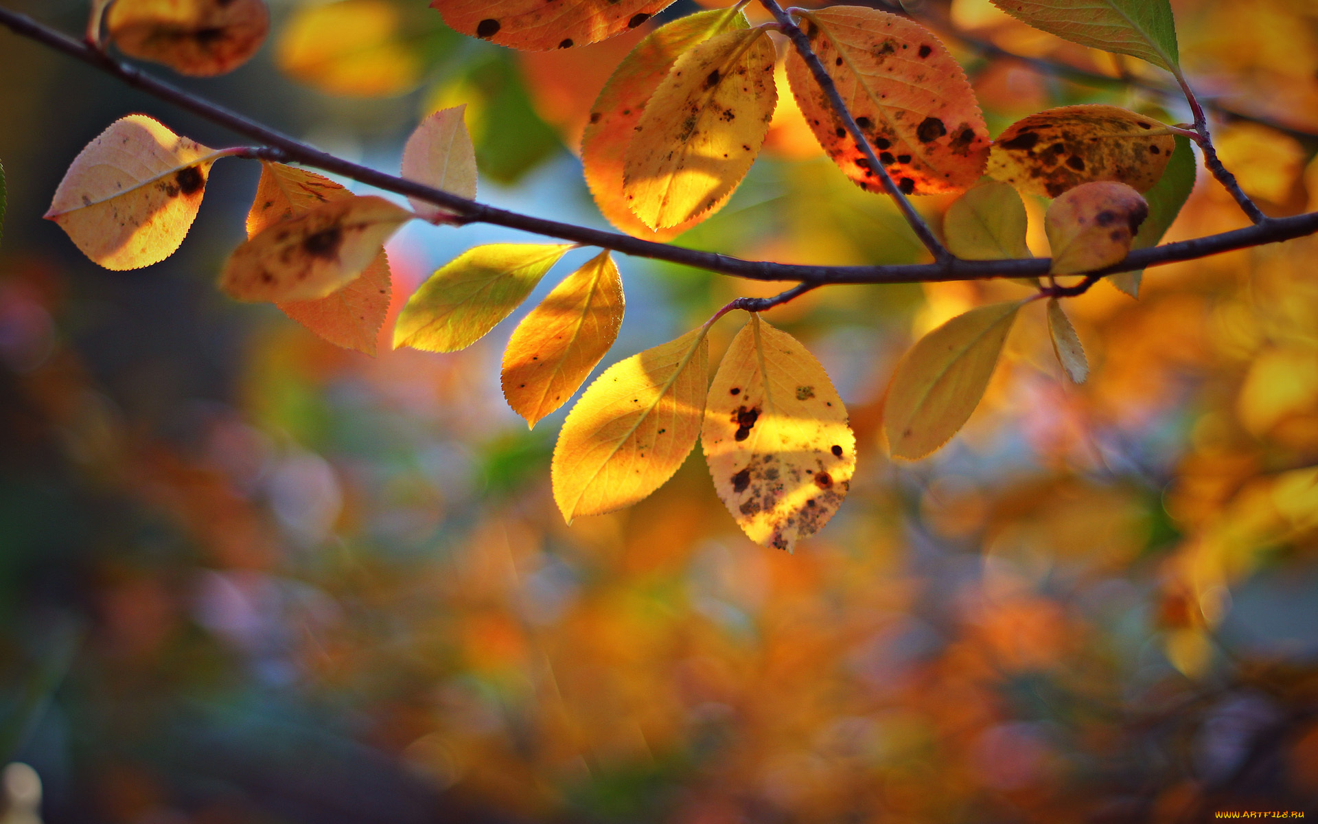 природа, листья, осень, желтые, дерево, ветка