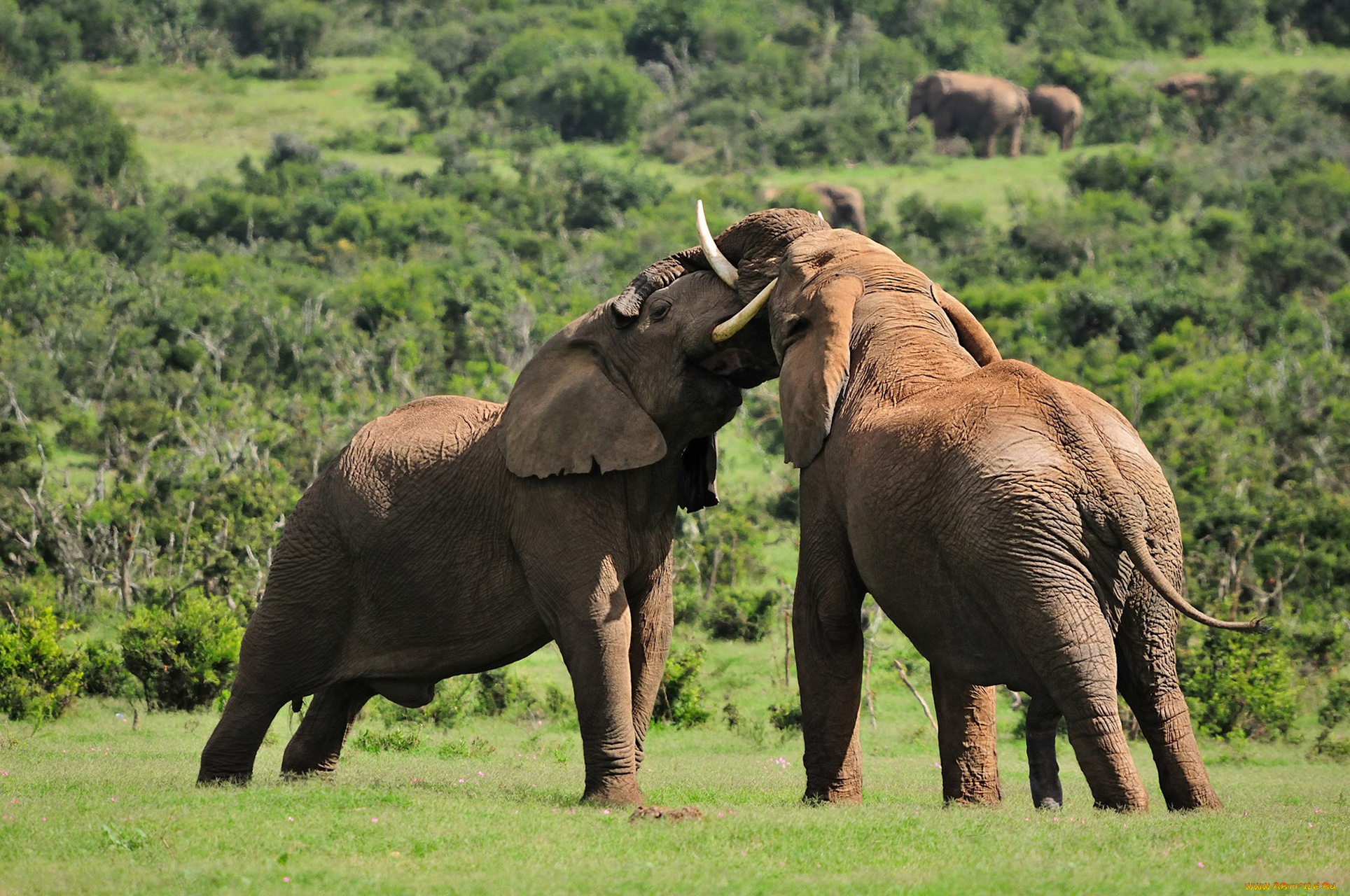 животные, слоны, противостояние, борьба, саванна, природа, млекопитающие