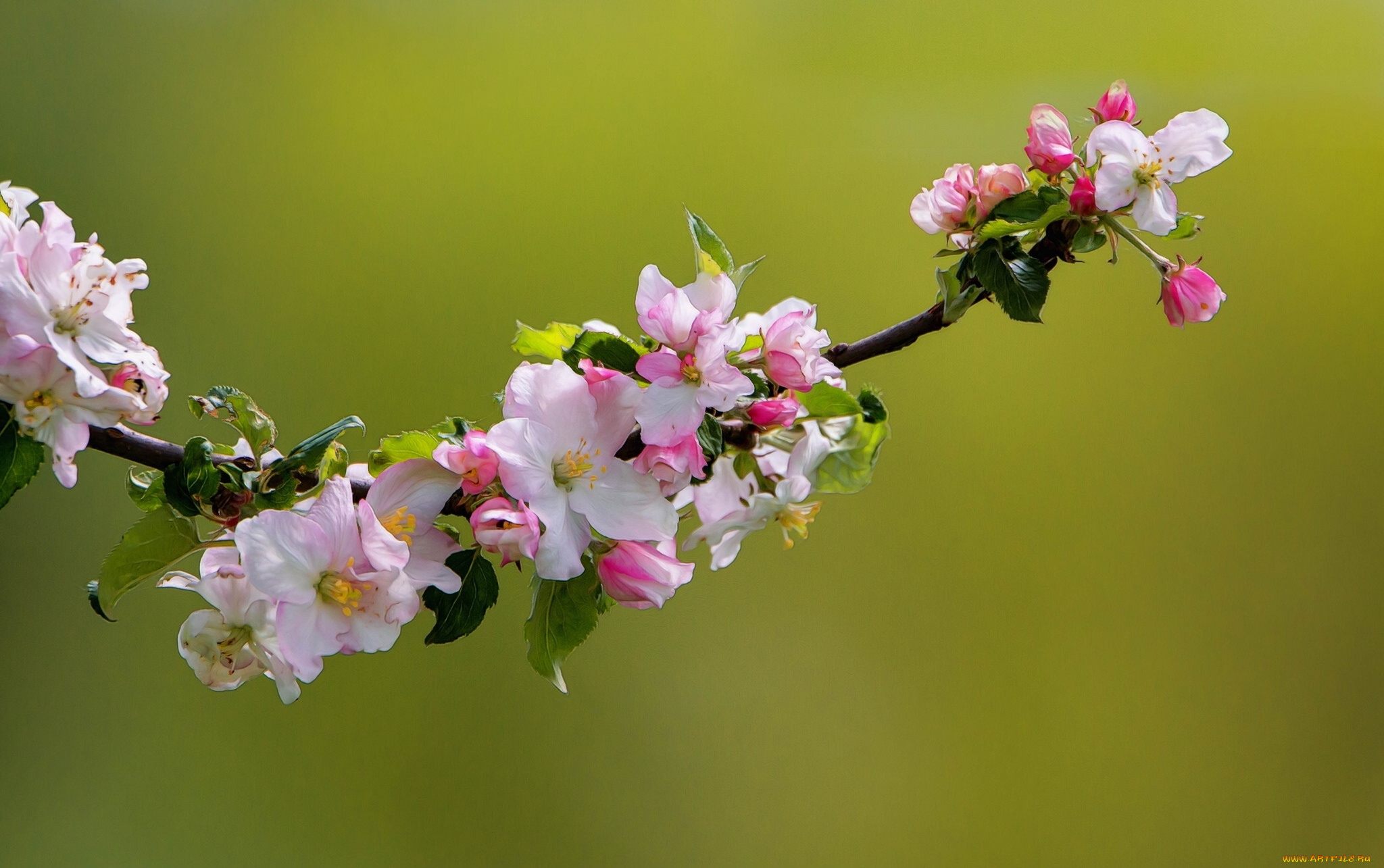 цветы, цветущие, деревья, , , кустарники, цветки, ветка, яблоня, природа, макро, цветение, весна