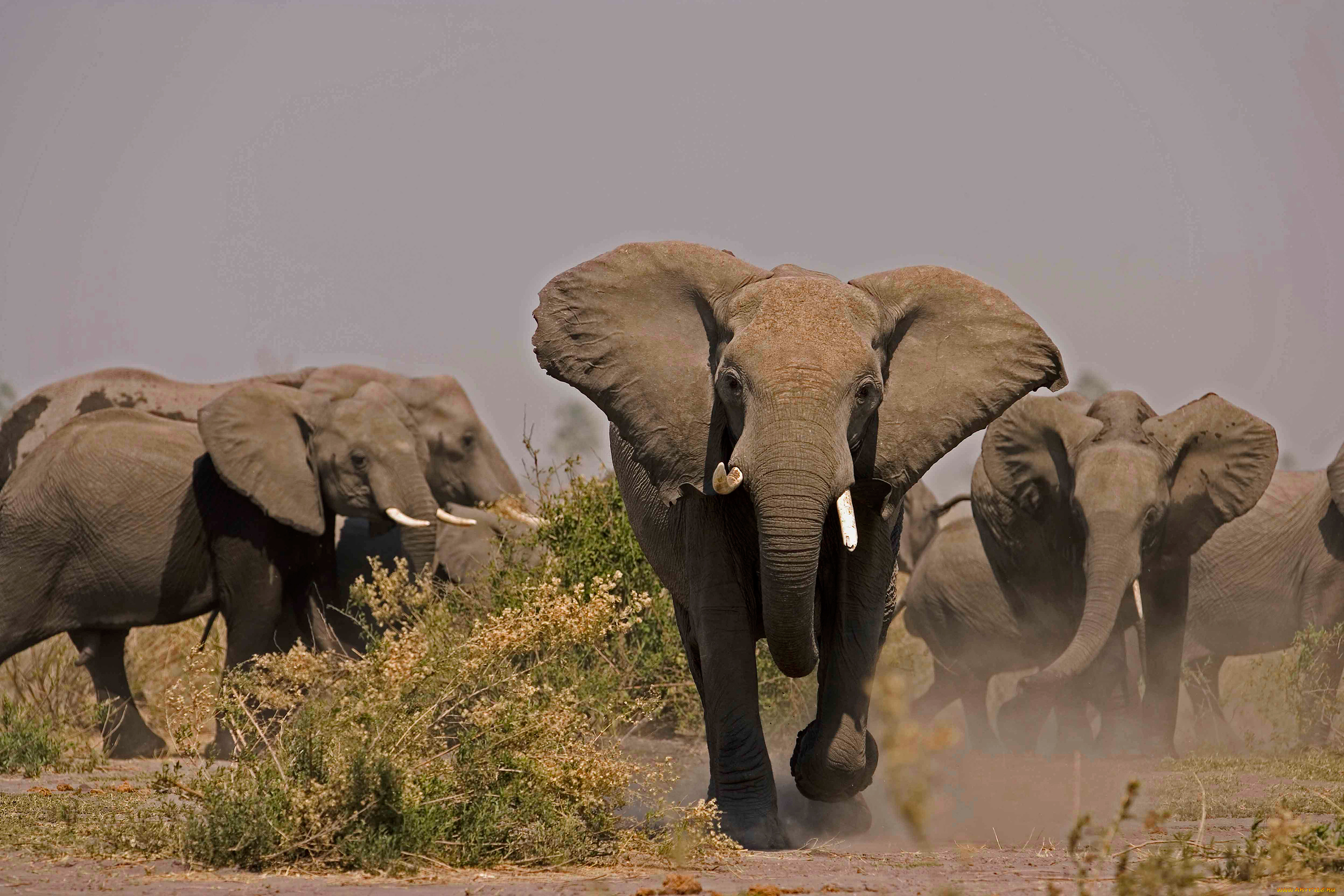 животные, слоны, бегут, млекопитающие, стадо, слонов, саванна