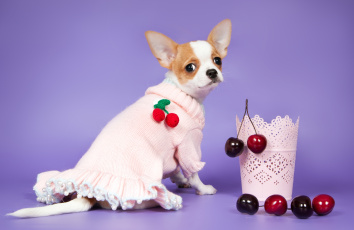Картинка животные собаки чихуахуа платье вишня ягоды