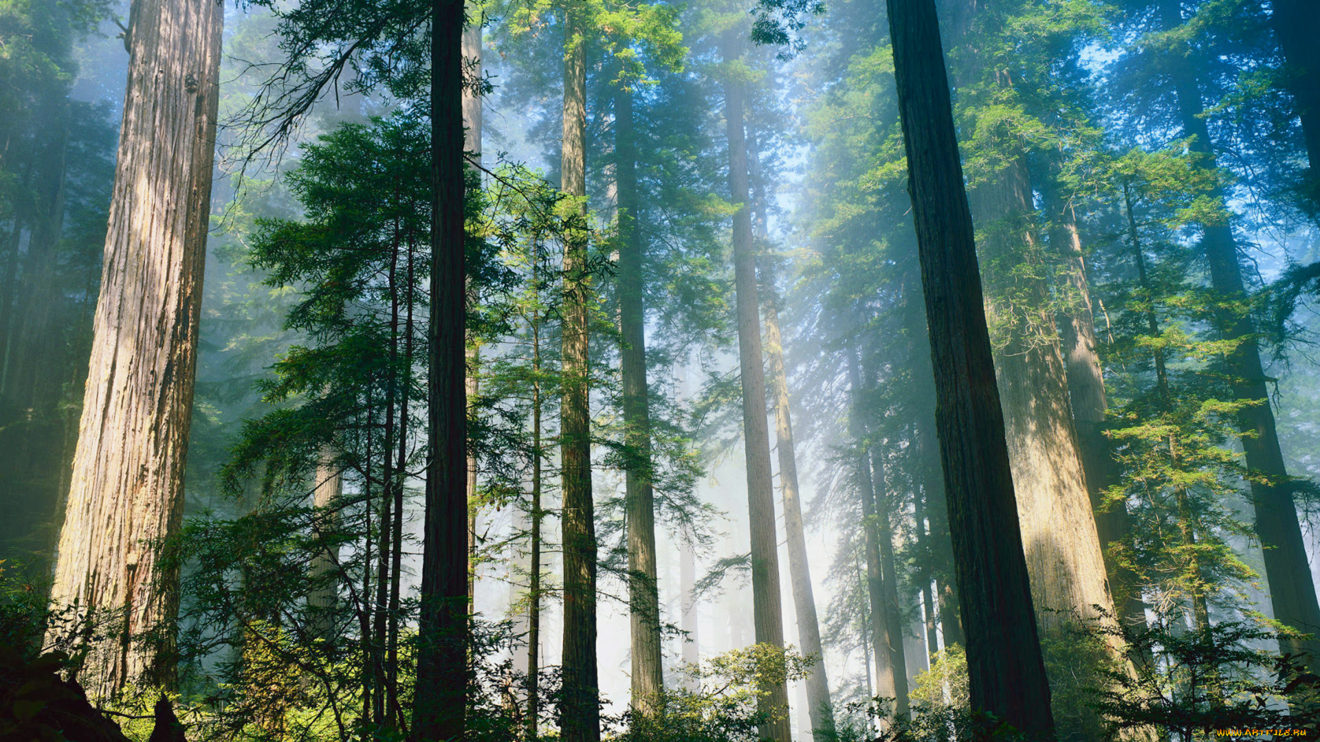 sequoia, national, park, природа, лес, деревья, park, national, sequoia