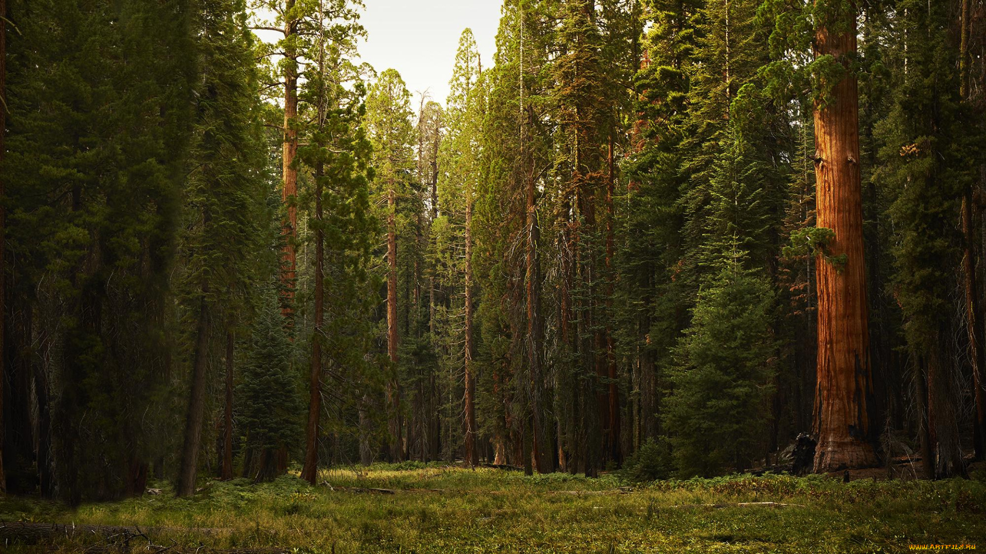 sequoia, national, park, природа, лес, sequoia, деревья, park, national