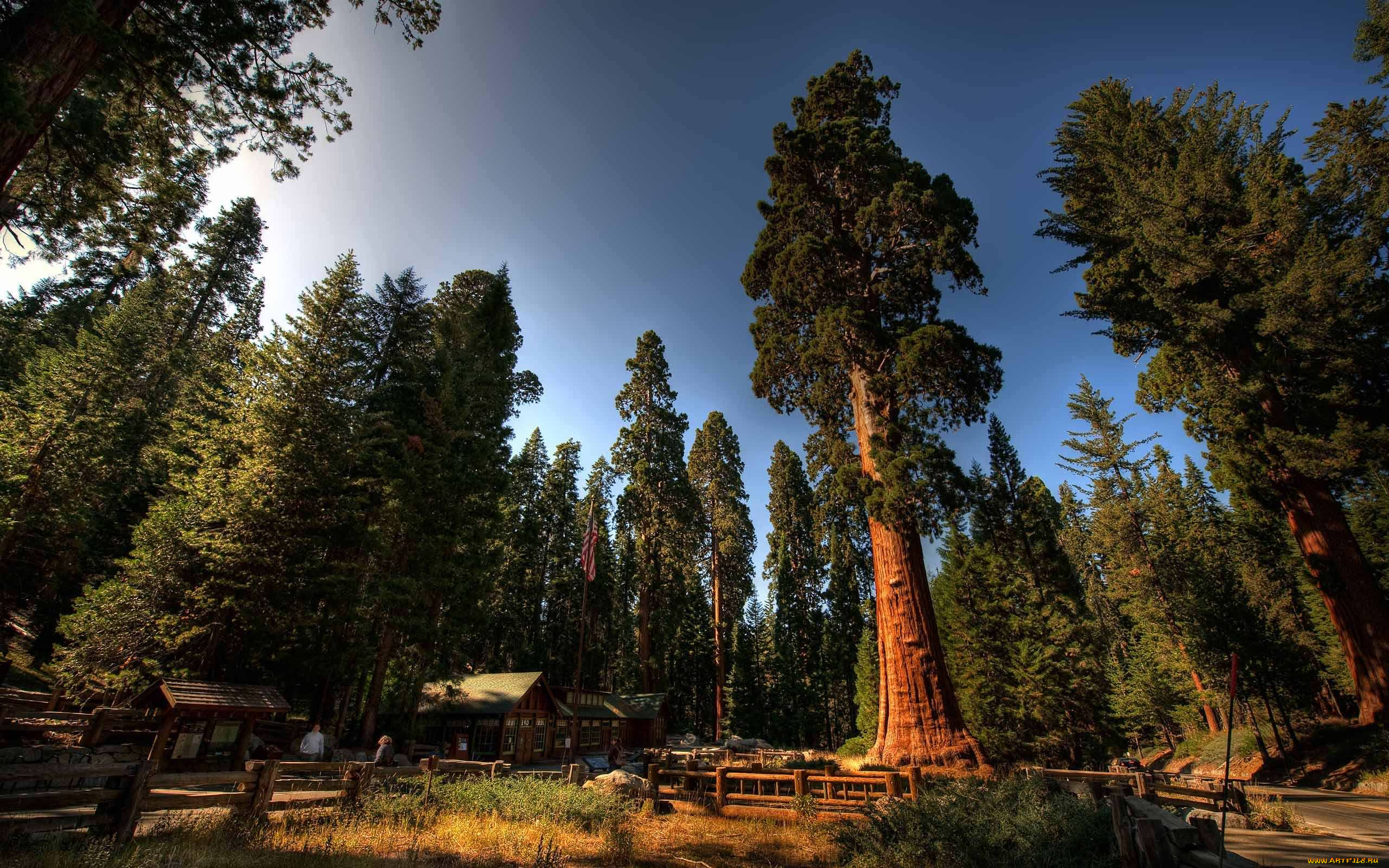 sequoia, national, park, природа, парк, лес, дома, sequoia, national, park, деревья