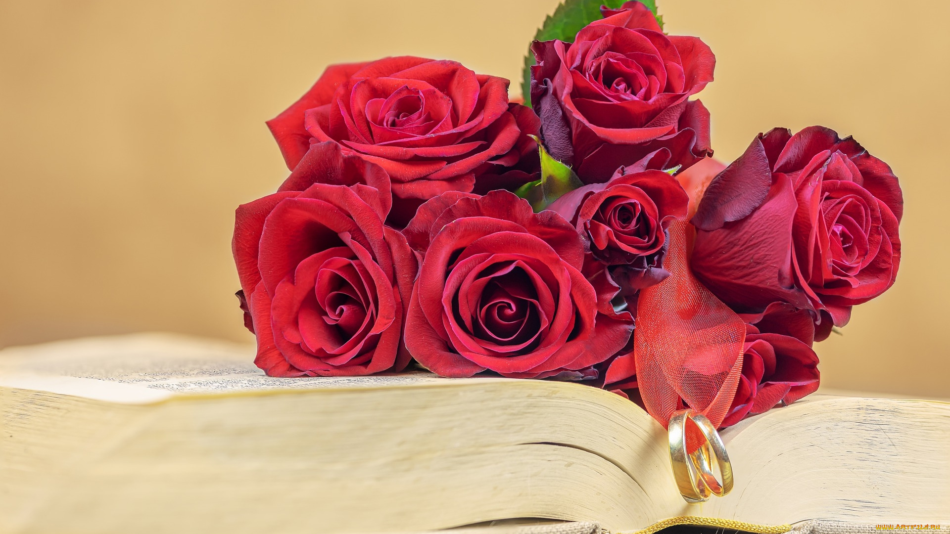 цветы, розы, книга, лента, кольца
