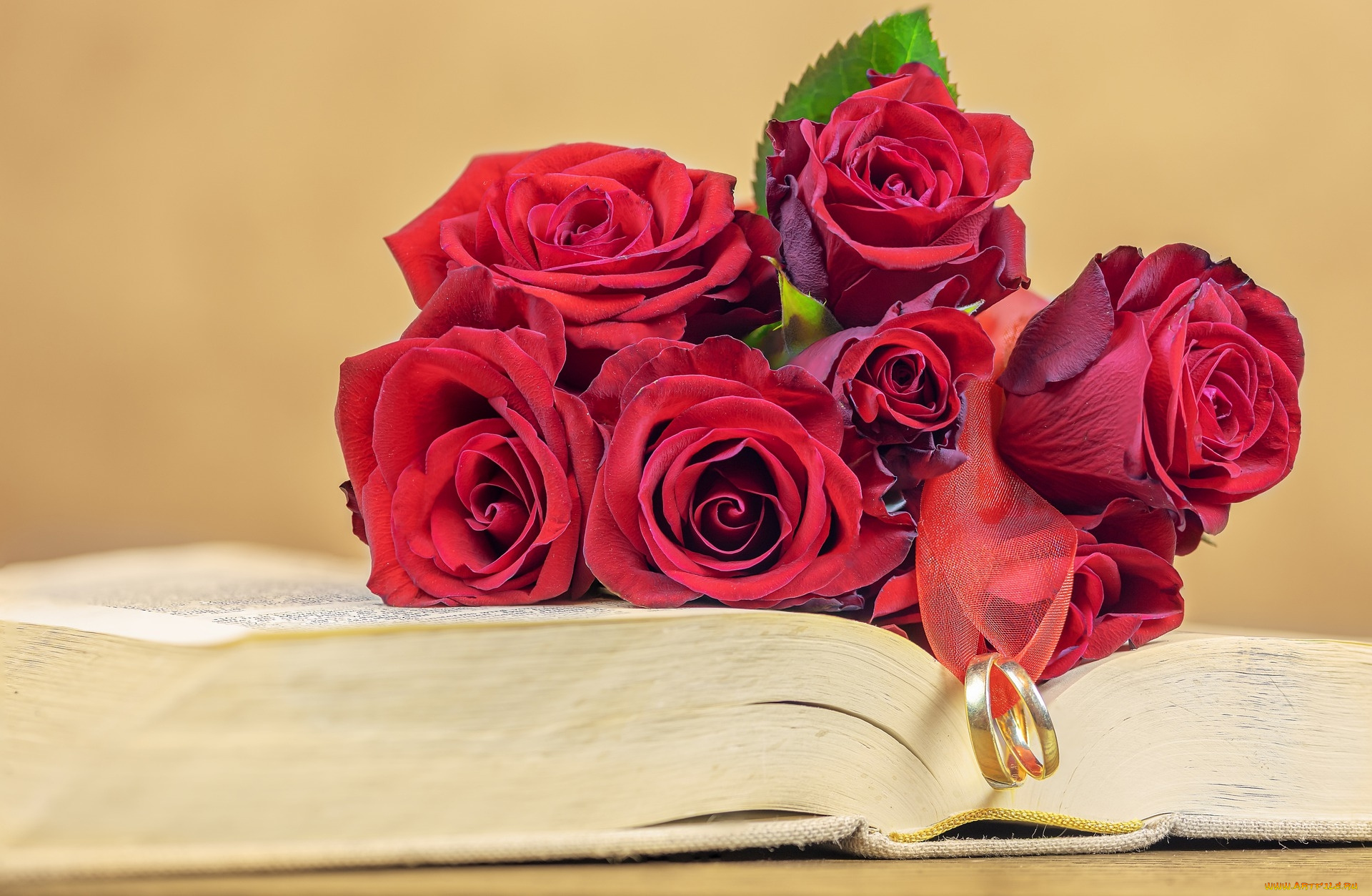 цветы, розы, книга, лента, кольца