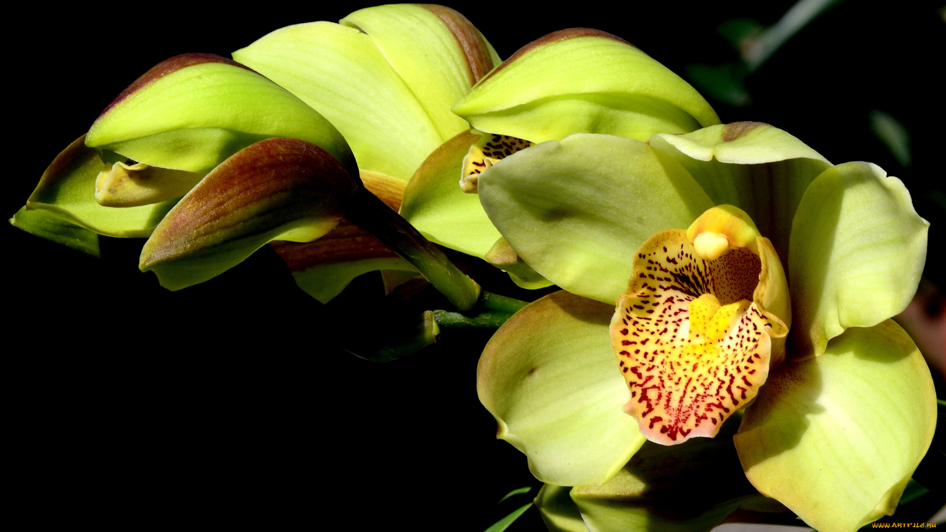 цветы, орхидеи, экзотика, зеленый