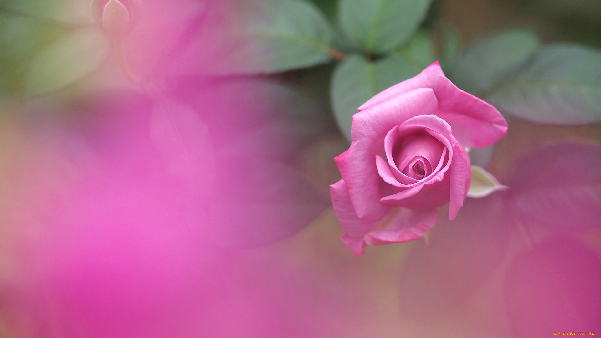 цветы, розы, розовый, бутон