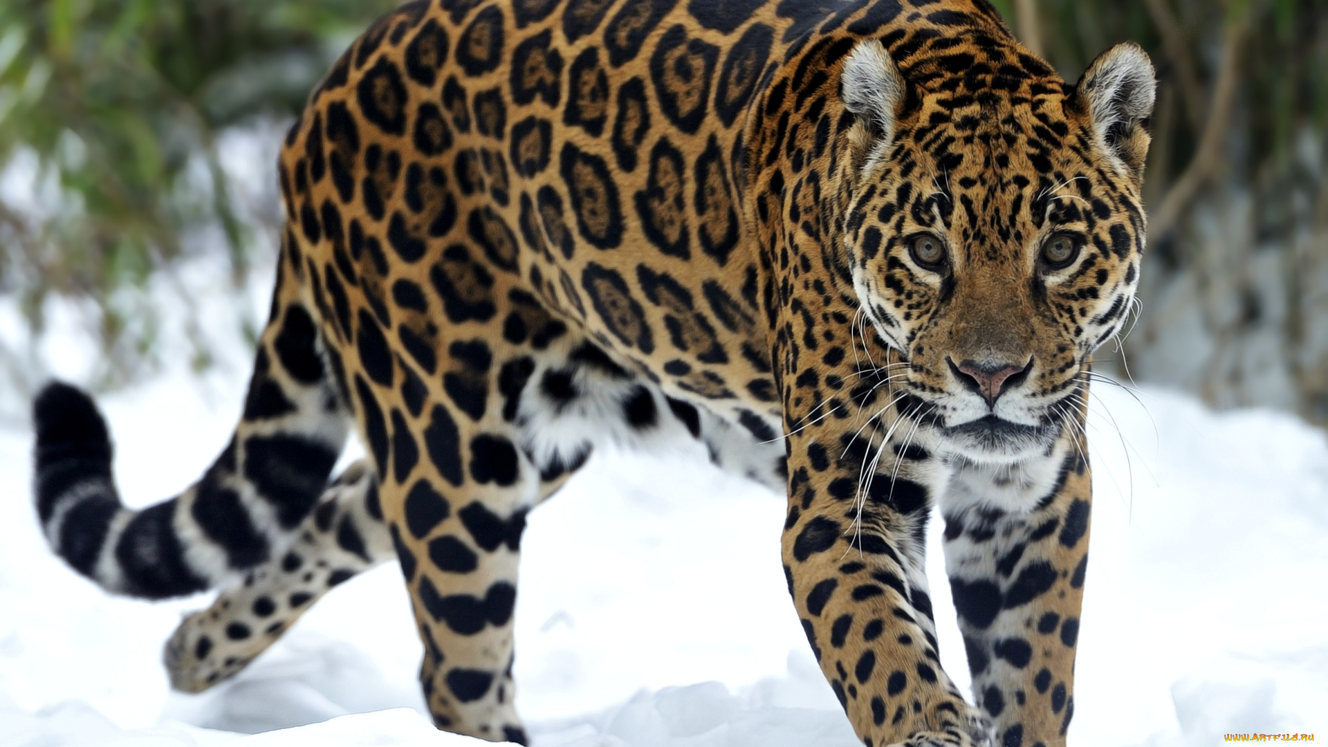 животные, Ягуары, снег, хищник