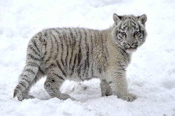Картинка животные тигры тигренок снег