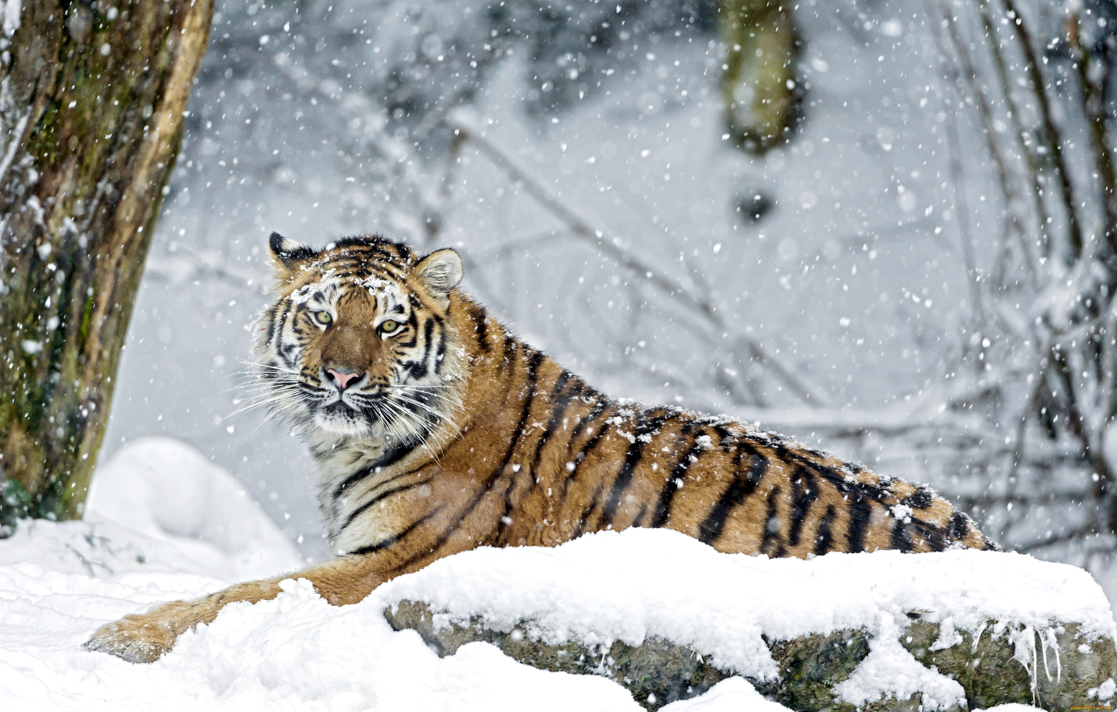 животные, тигры, снег, взгляд, хищник