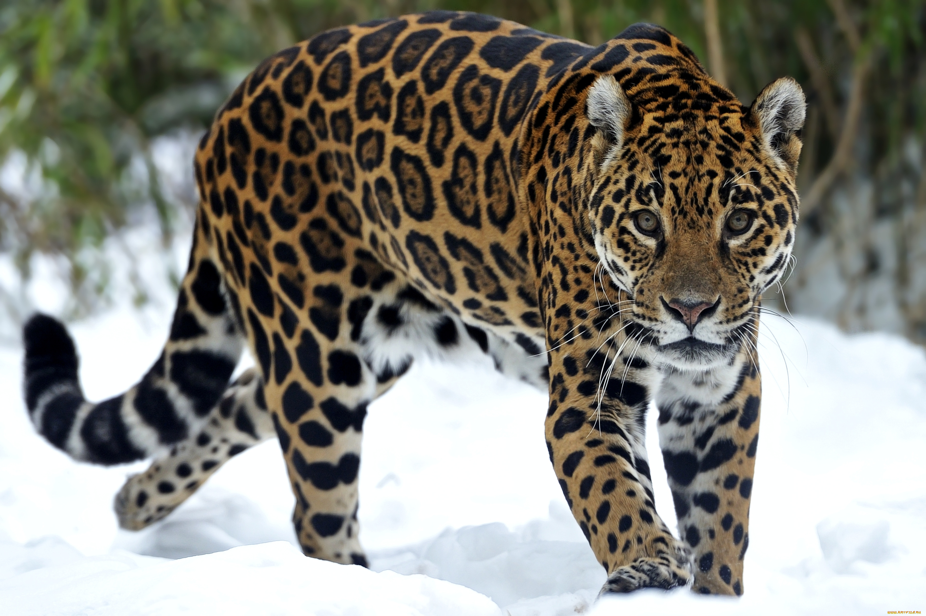 животные, Ягуары, снег, хищник