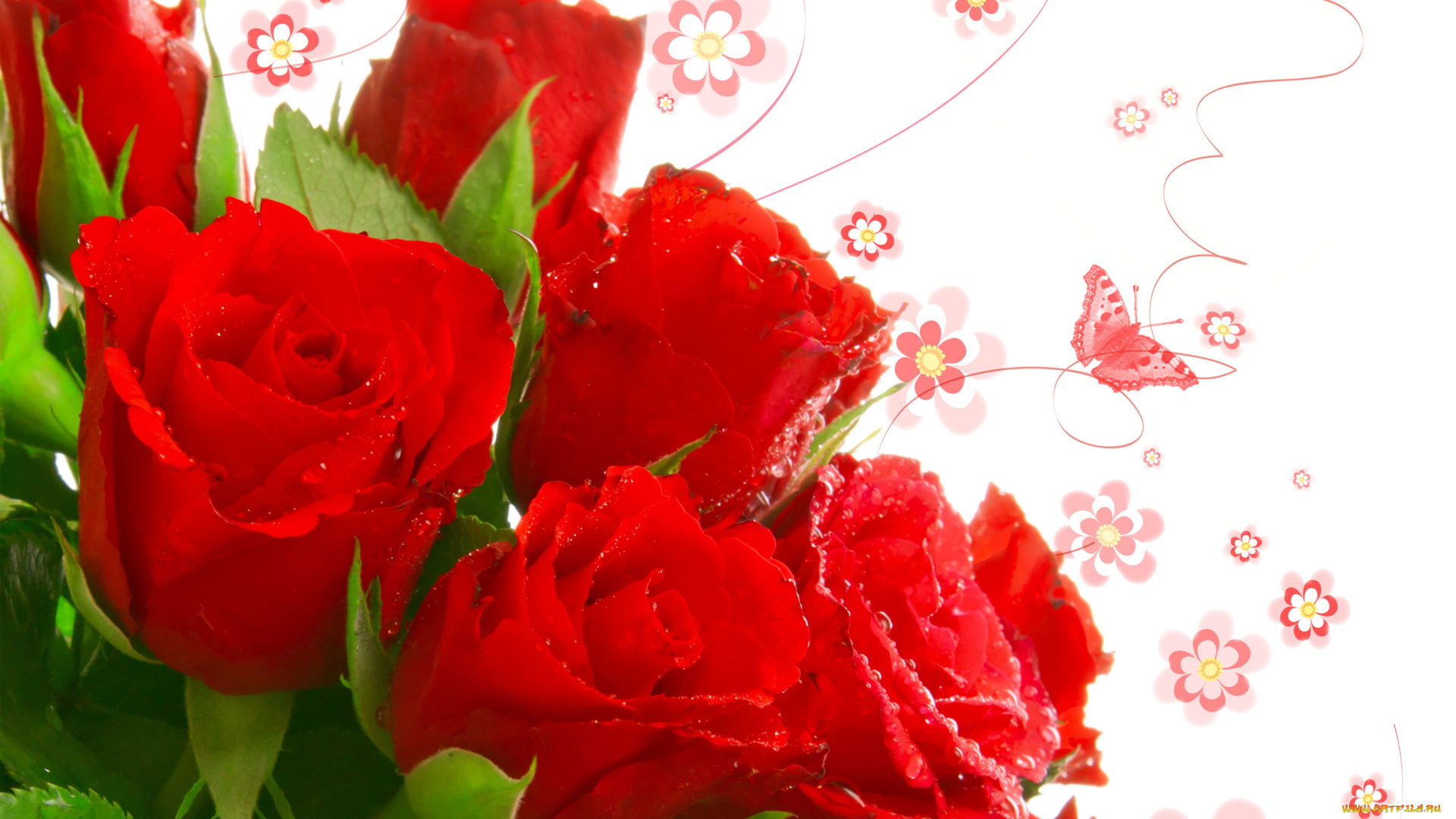 cvety-rozy-babochki-krasnye-814018.jpg