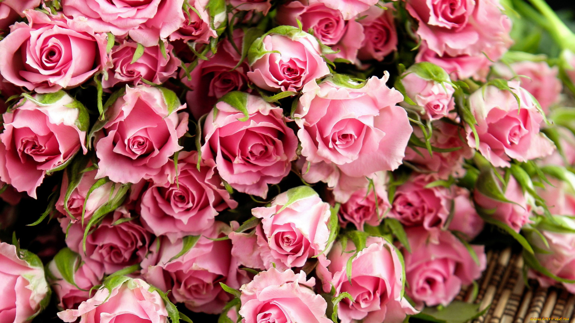 цветы, розы, розовый, много