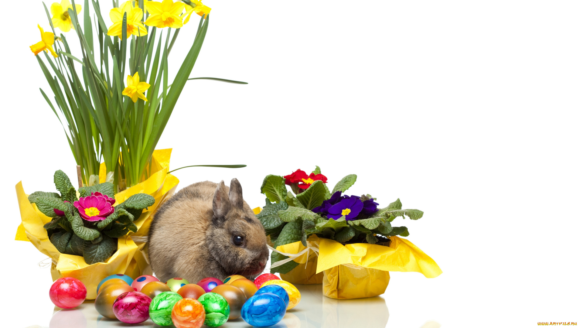 животные, кролики, , зайцы, нарцисс, цветы, easter, яйцо, пасха, кролик