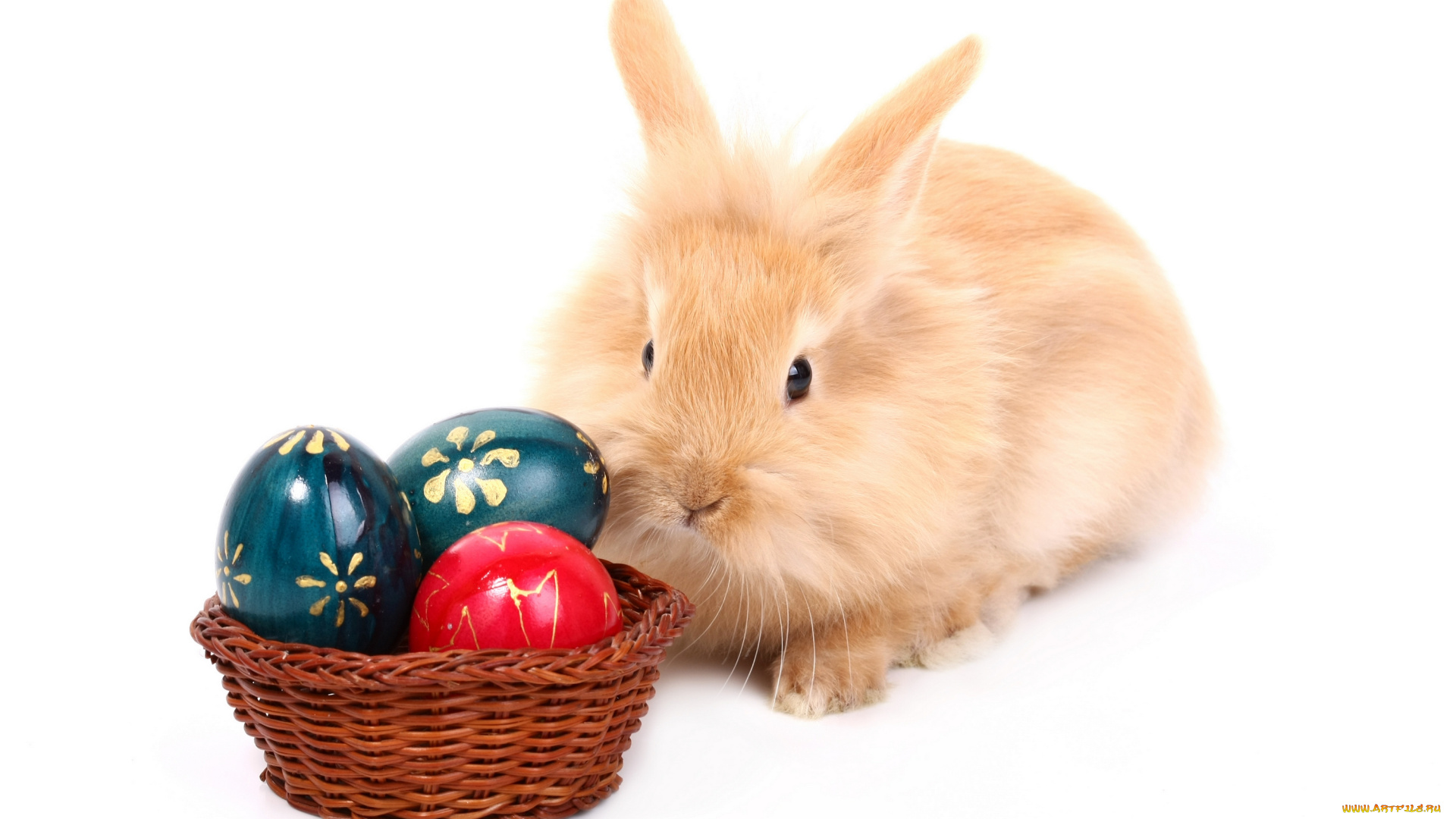 животные, кролики, , зайцы, яйцо, пасха, кролик, easter