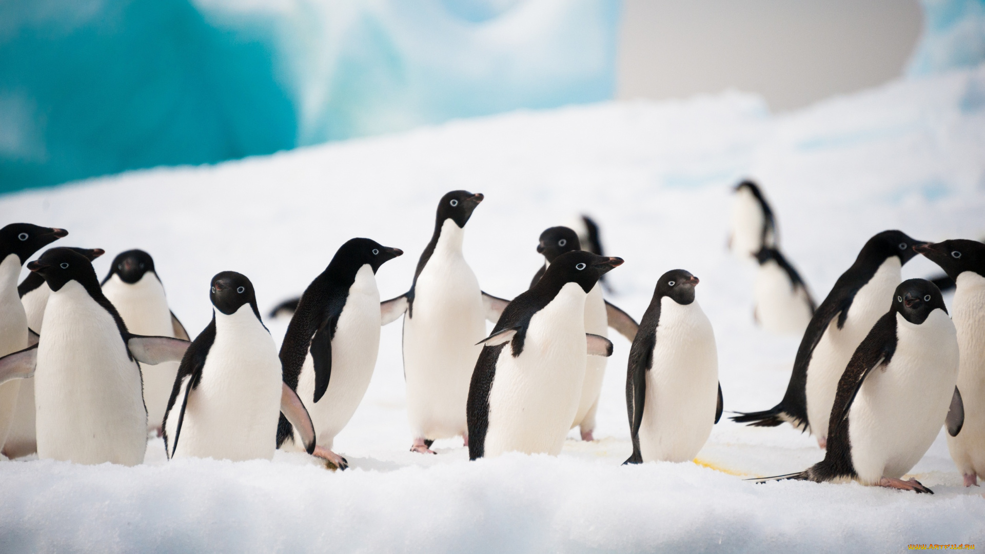 животные, пингвины, вода, льдина