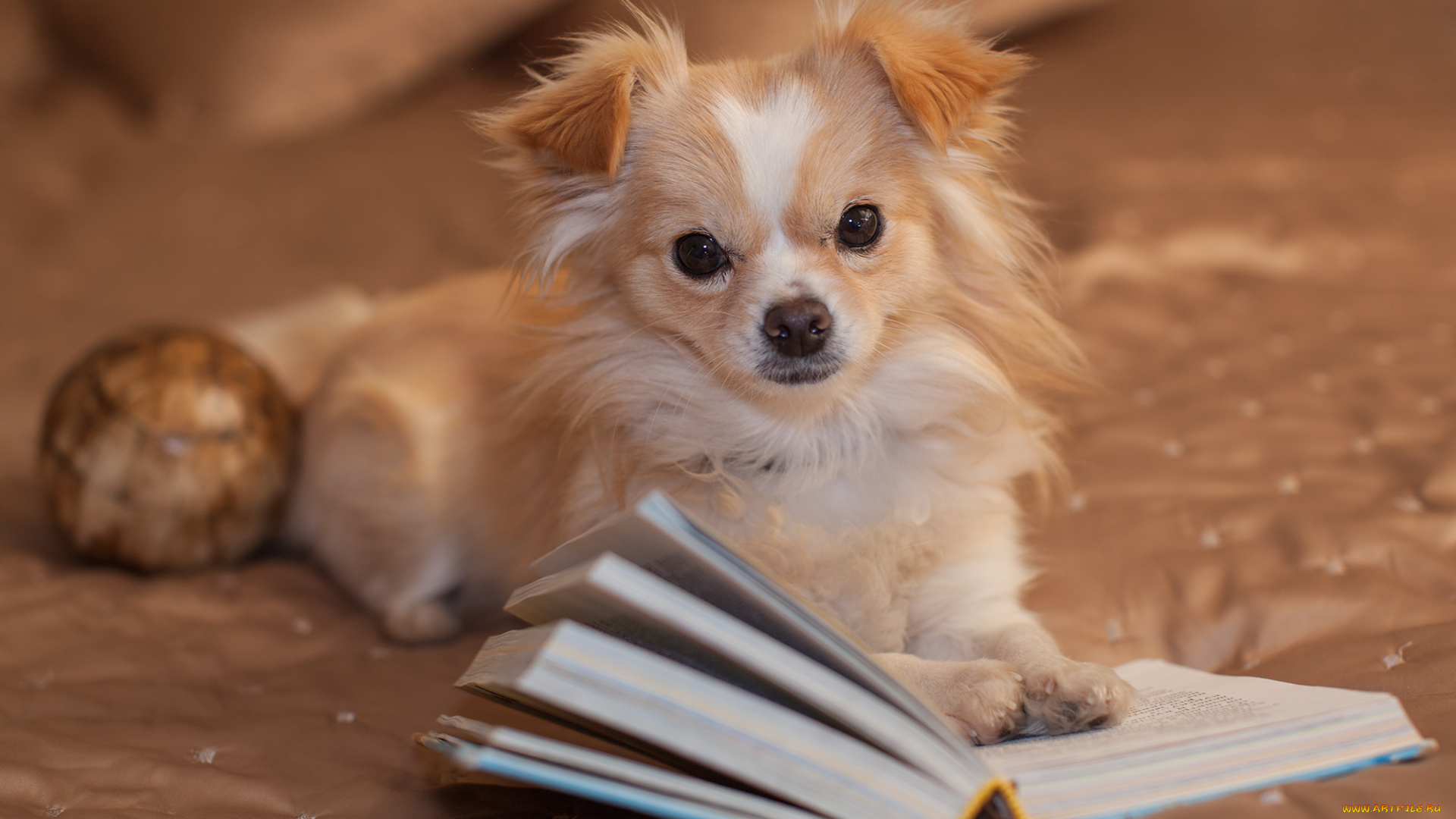 животные, собаки, читатель