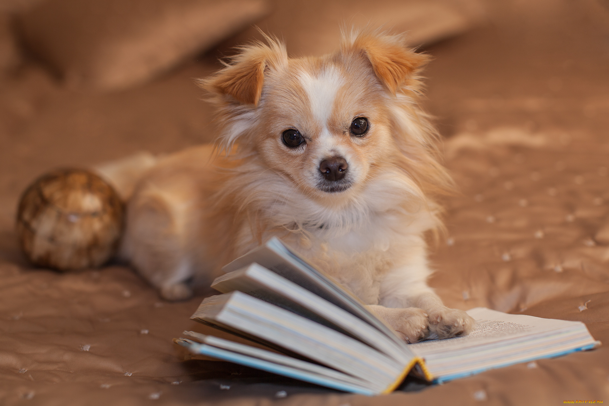 Dog book. Книжные собаки. Щеночек с книжкой. Книжка про щенка. Фотосессия щенков с книгами.