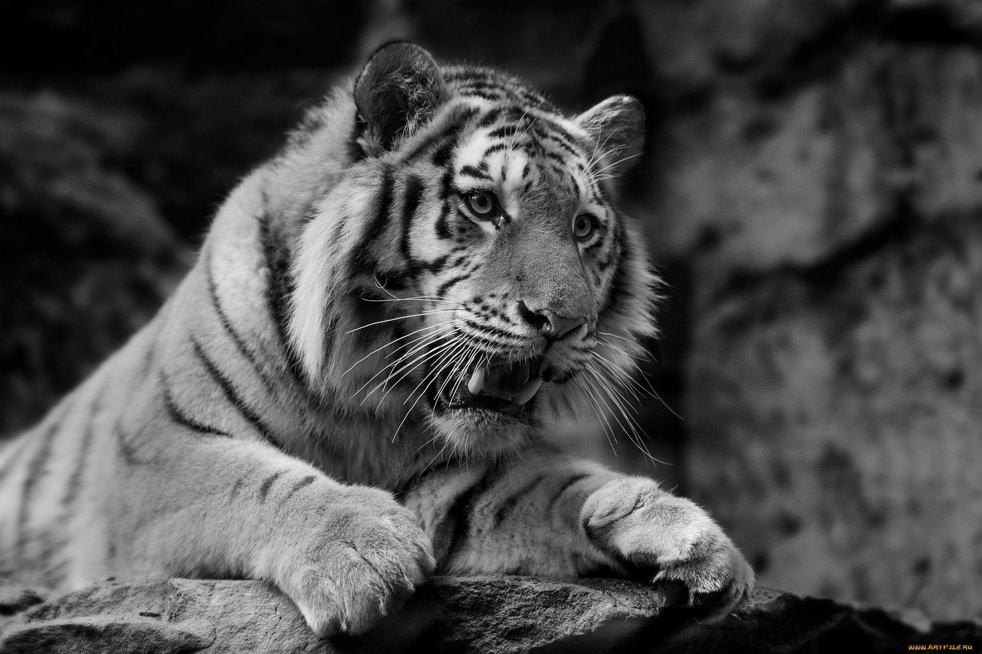 животные, тигры, черно-белое, морда, кошка, скалы