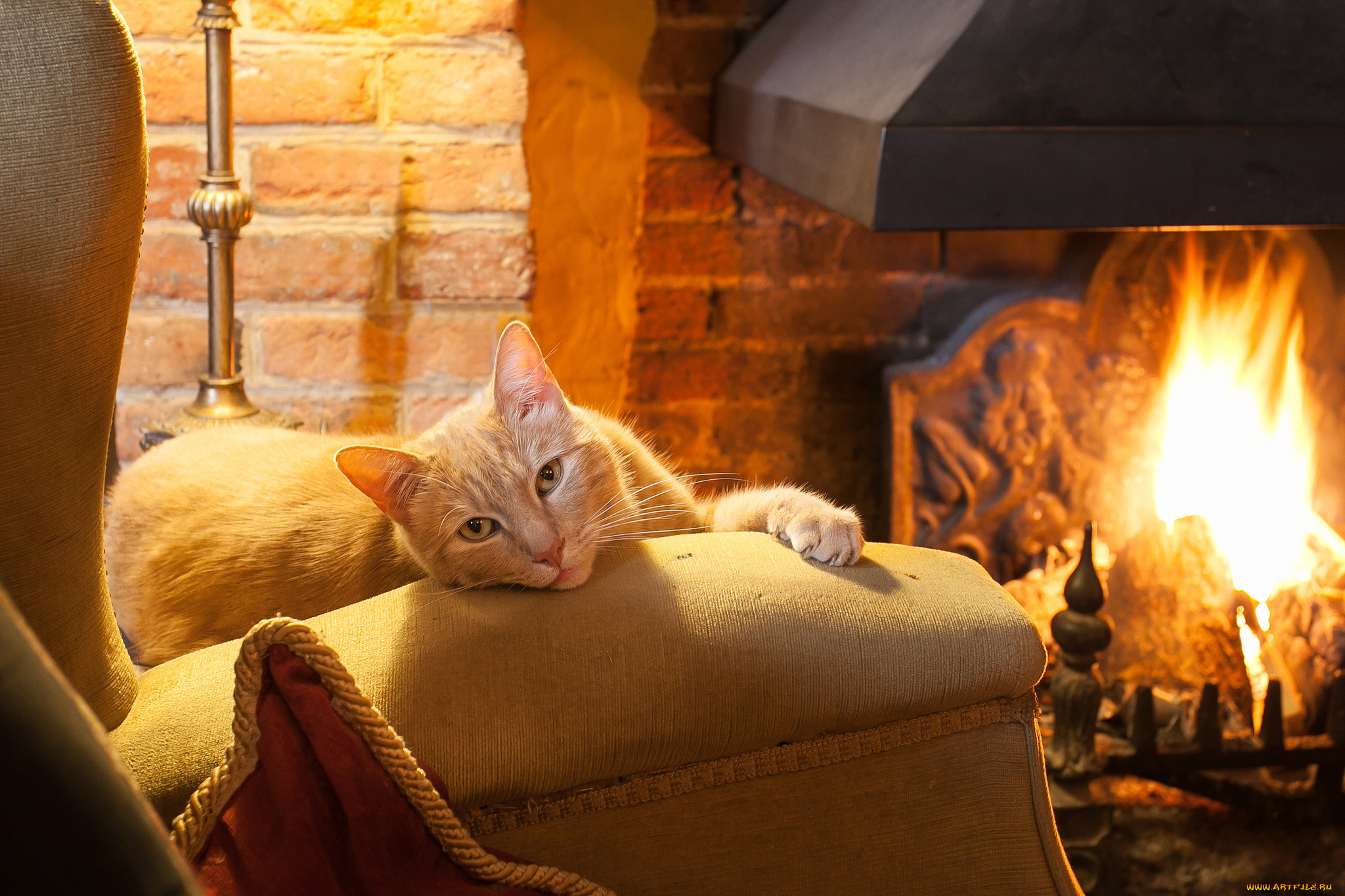 Вечера с котиком 1. Уютного вечера. Котик у камина. Домашний уют. Теплый уютный камин и кот.