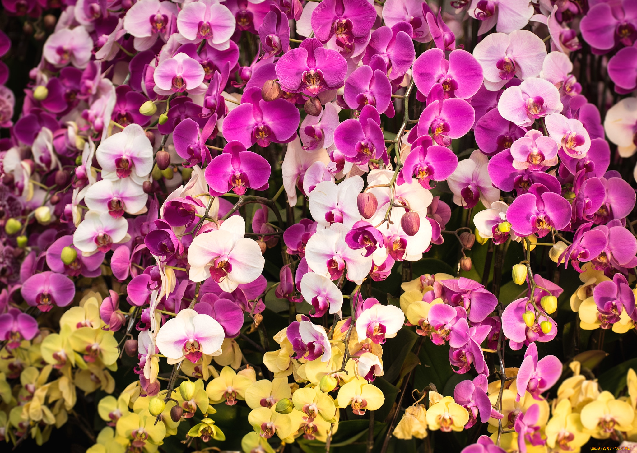 цветы, орхидеи, много