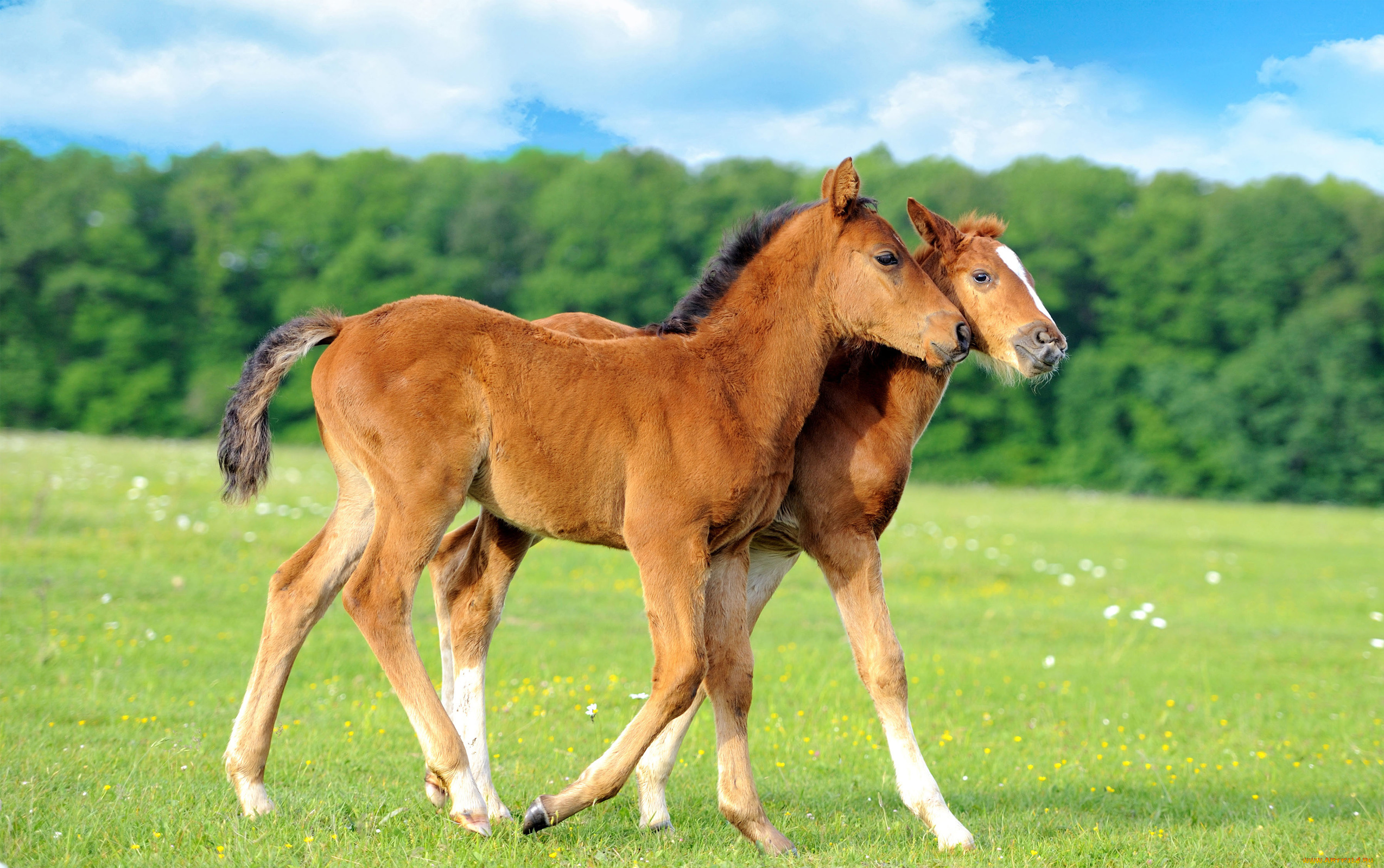 животные, лошади, horse