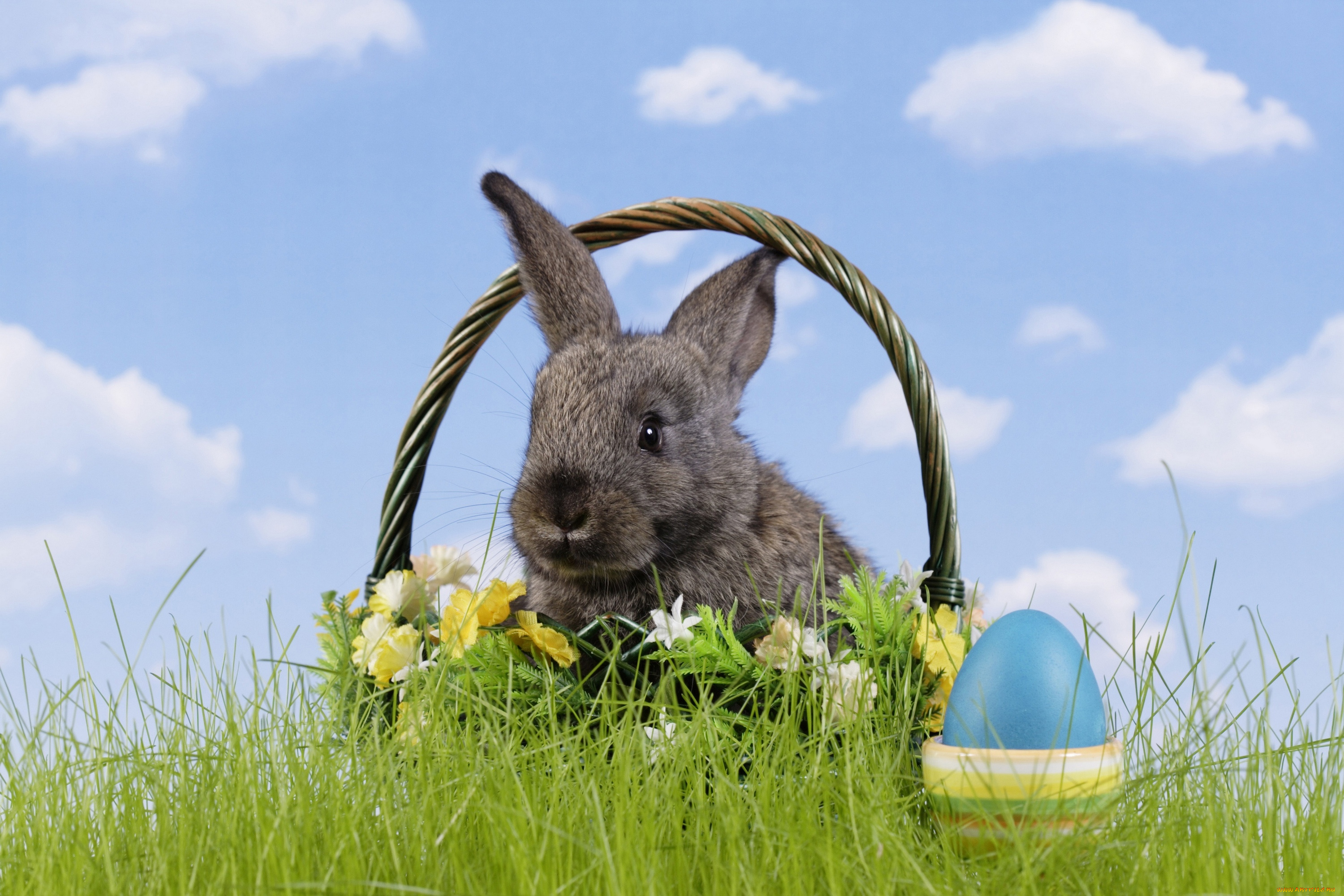 животные, кролики, , зайцы, корзина, яйцо, трава, easter, цветы, пасха, кролик