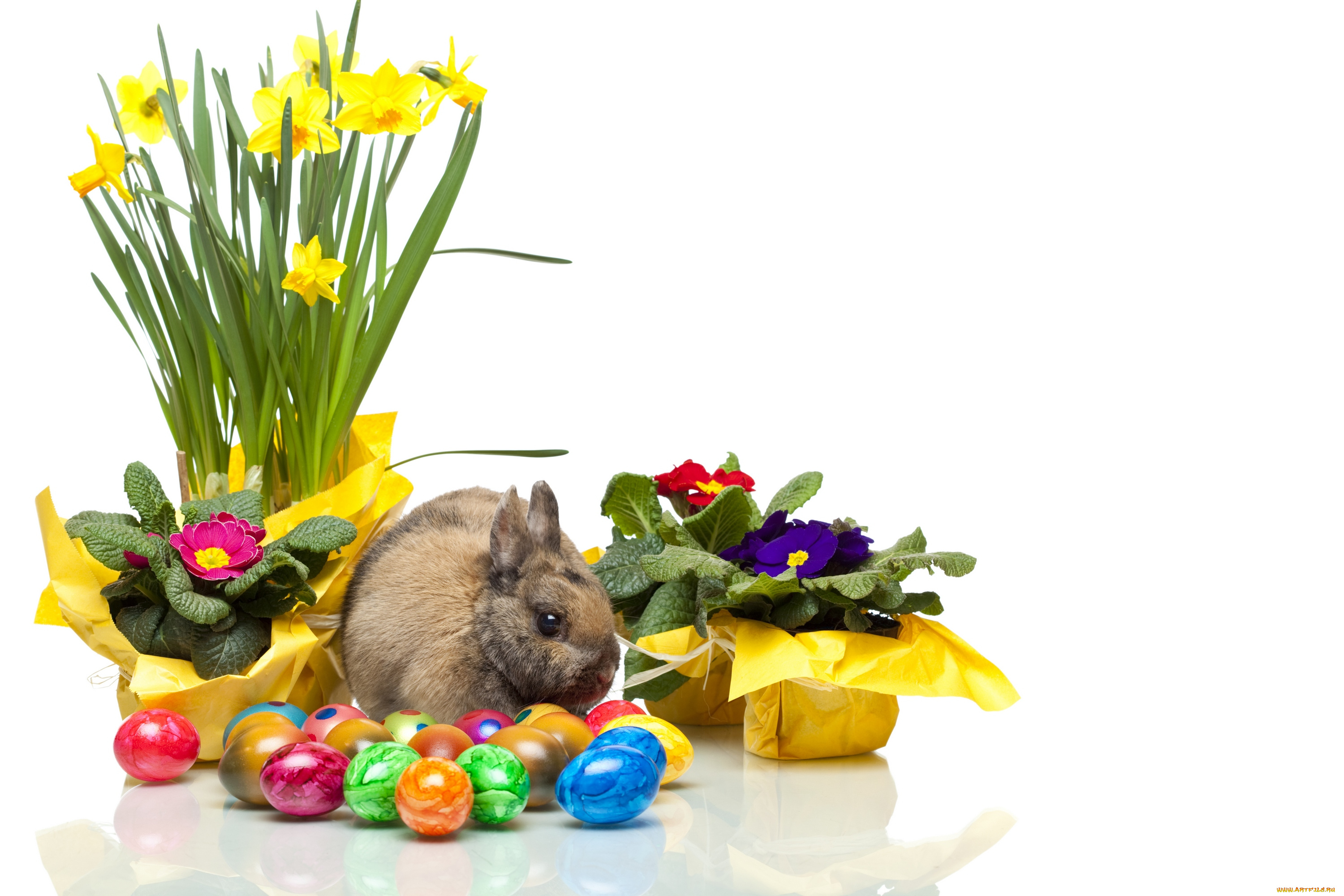 животные, кролики, , зайцы, нарцисс, цветы, easter, яйцо, пасха, кролик