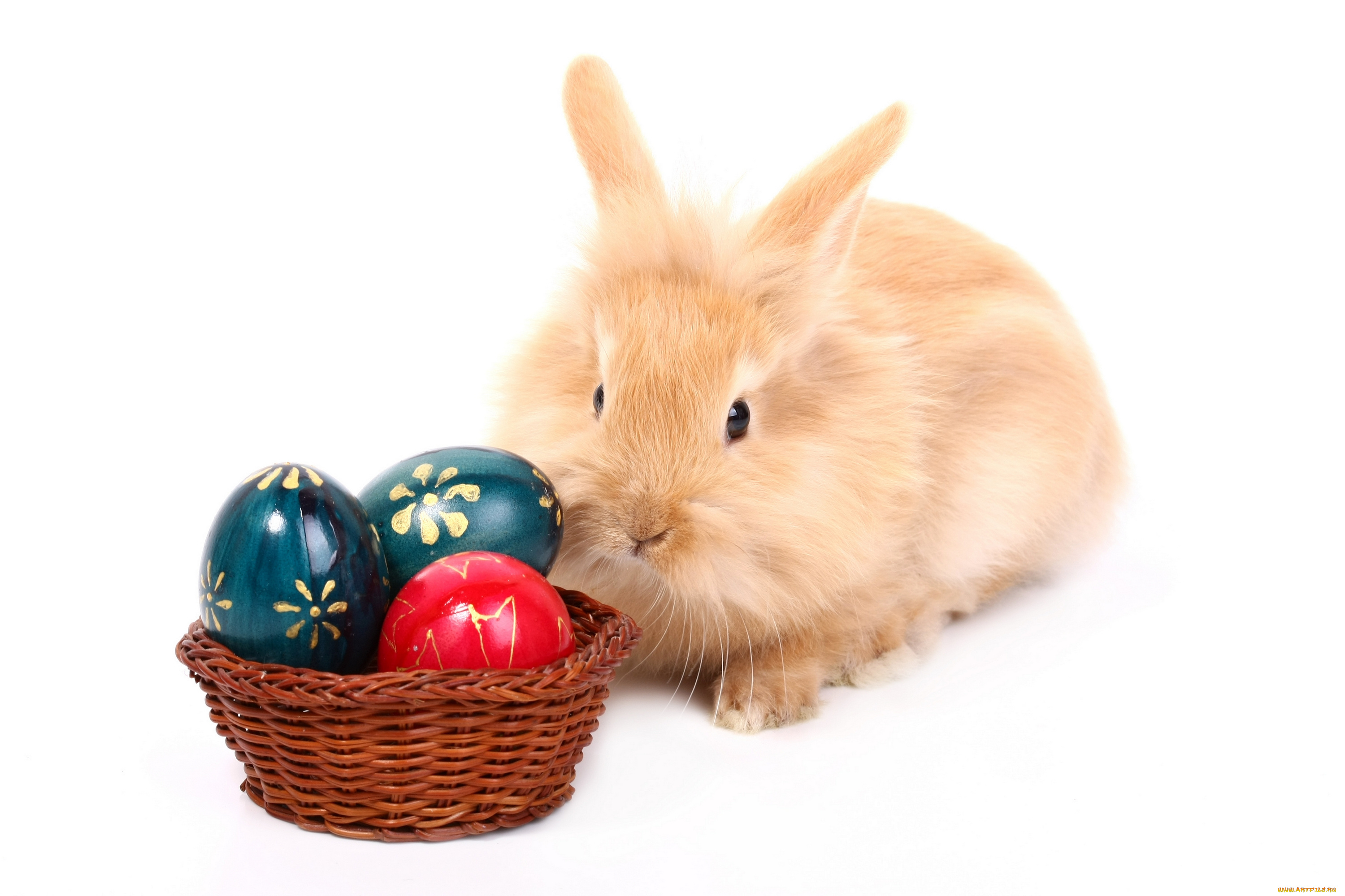 животные, кролики, , зайцы, яйцо, пасха, кролик, easter