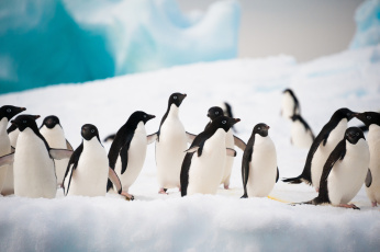Картинка животные пингвины вода льдина