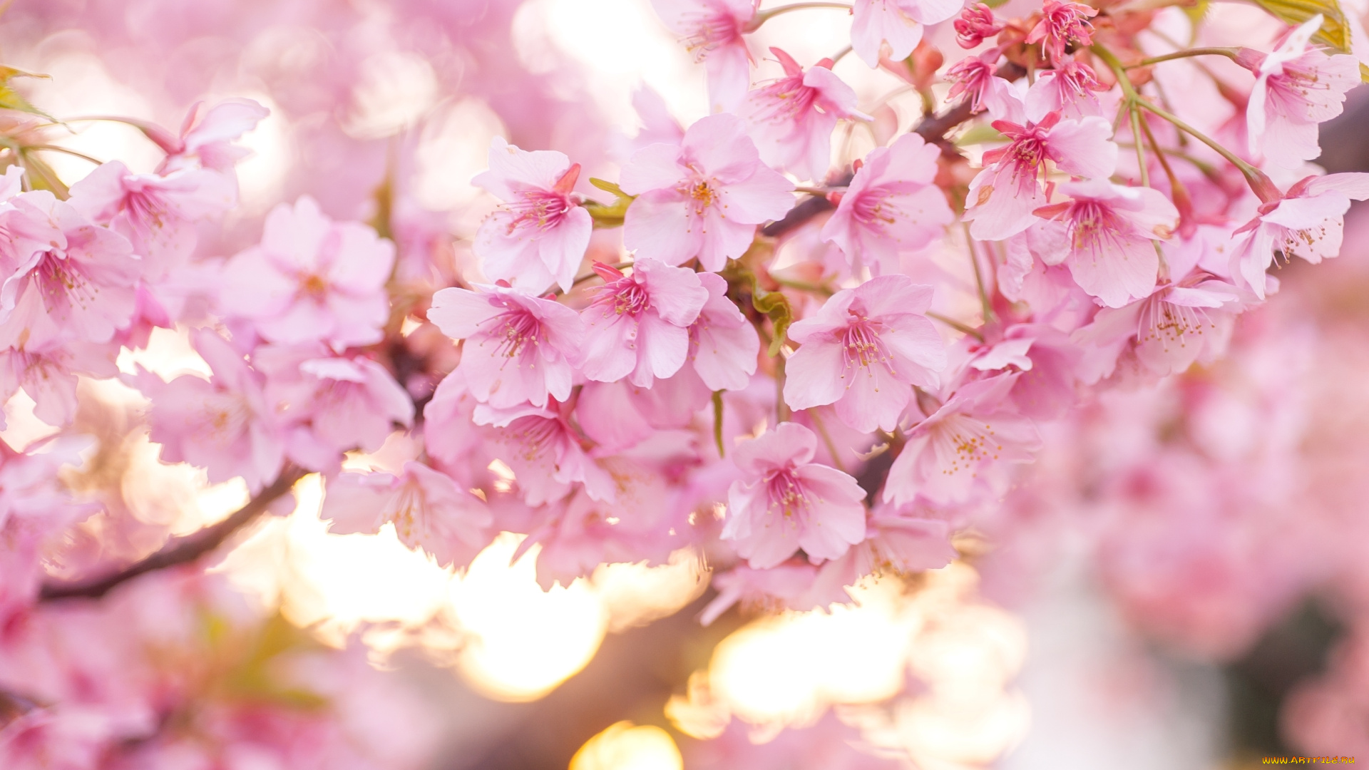 цветы, сакура, , вишня, весна, вишня, цветение, розовый