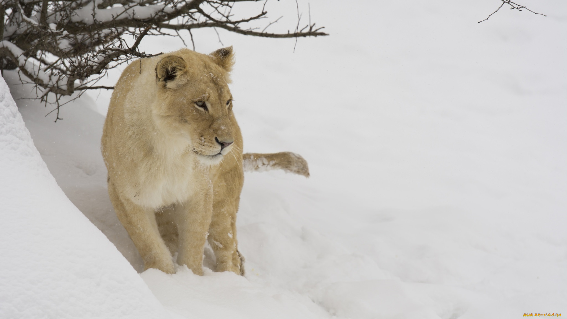 животные, львы, зоопарк, ветки, снег, зима, морда, хищник, кошка, львица