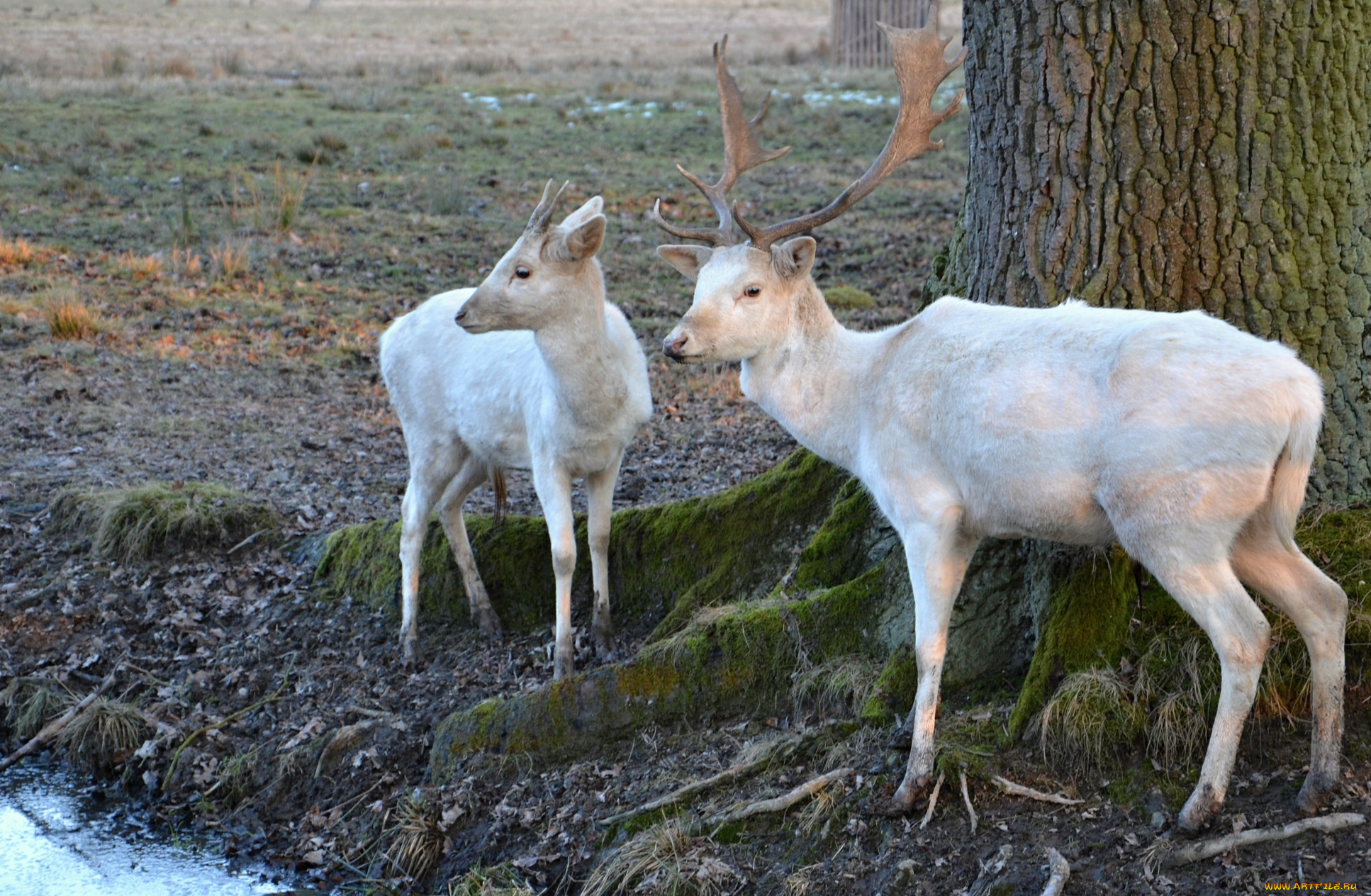 животные, олени, белые