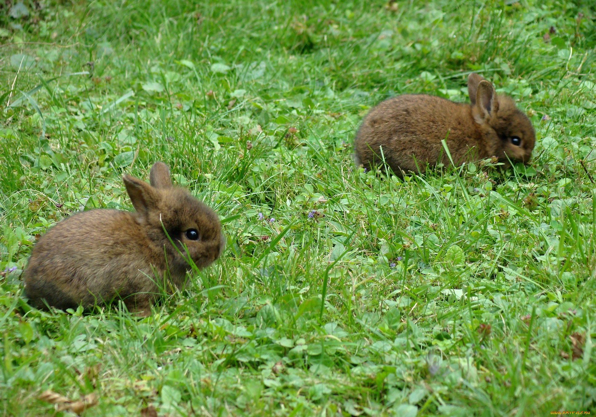 животные, кролики, , зайцы, трава, крольчата, луг