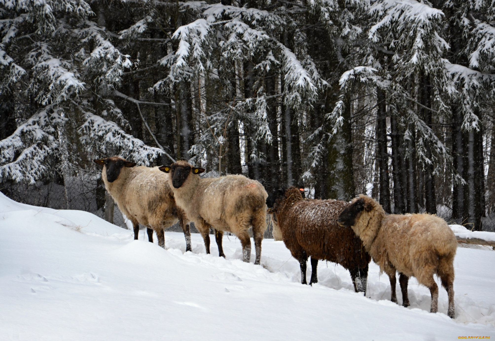 животные, овцы, , бараны, зима, снег, деревья