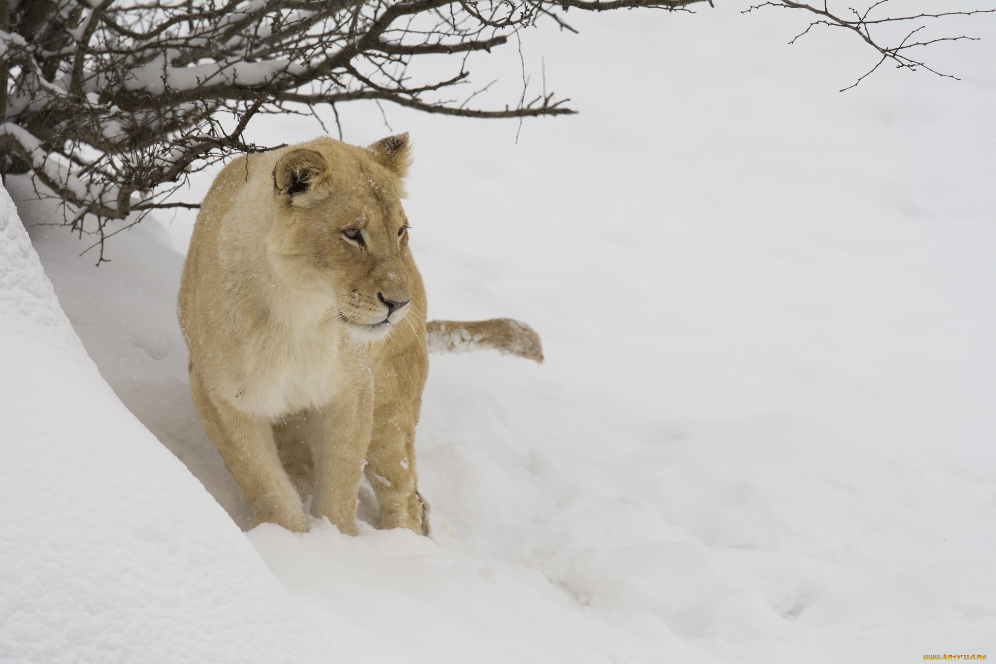животные, львы, зоопарк, ветки, снег, зима, морда, хищник, кошка, львица