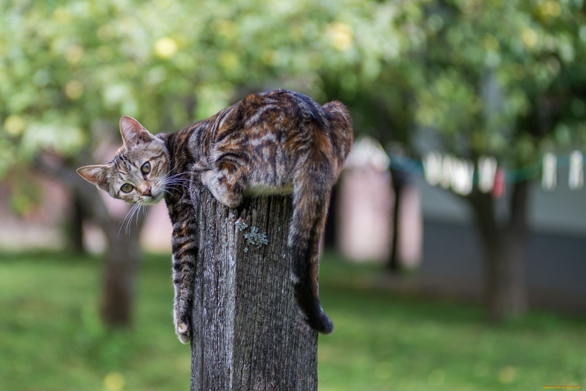 животные, коты, котейка