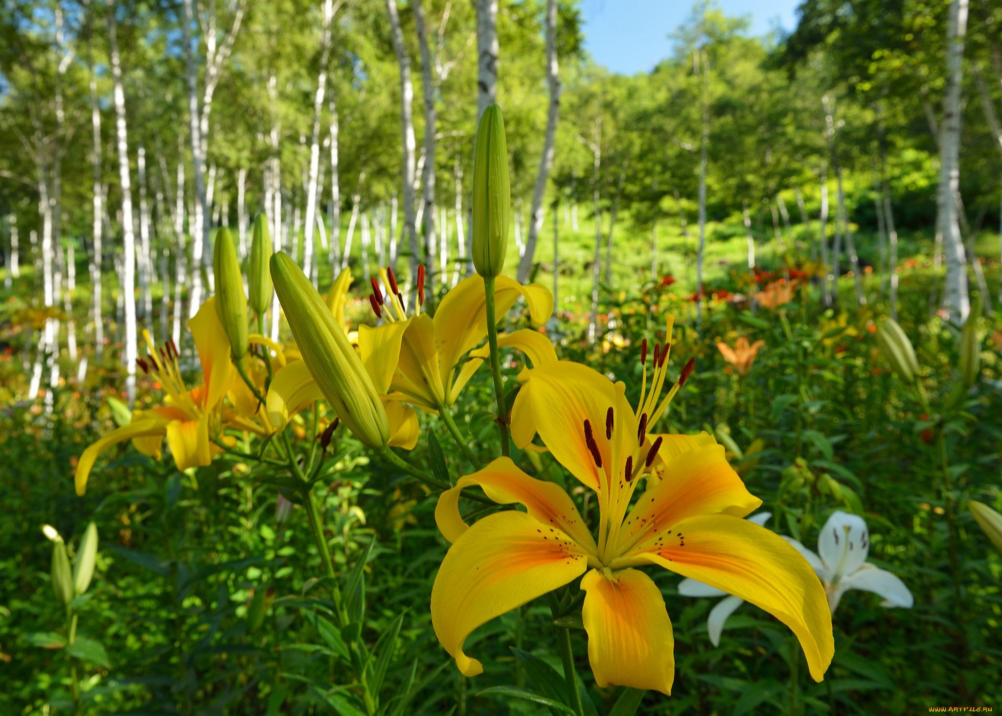 Желтые цветы в лесу без смс