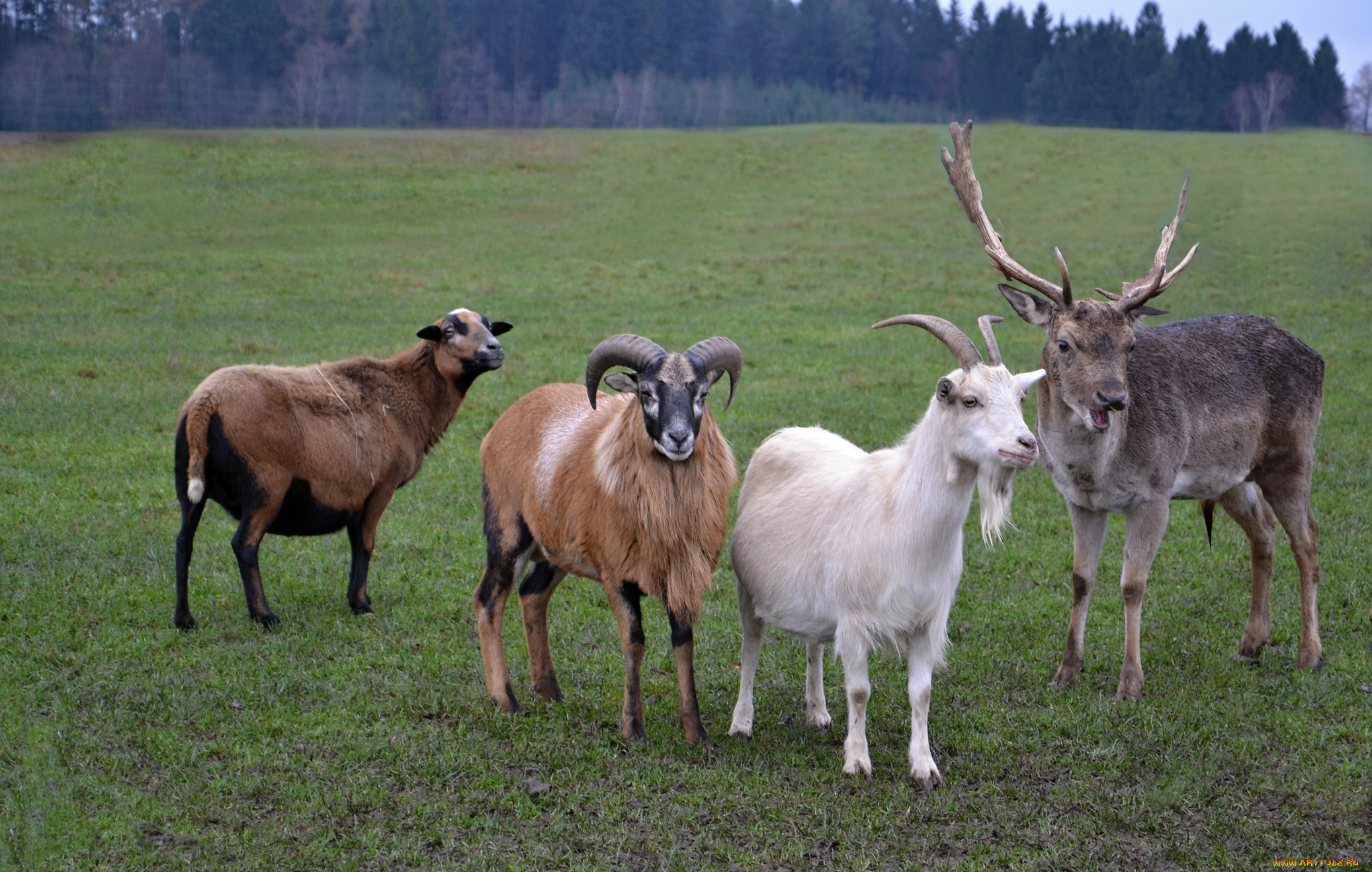 животные, разные, вместе, козы, олени