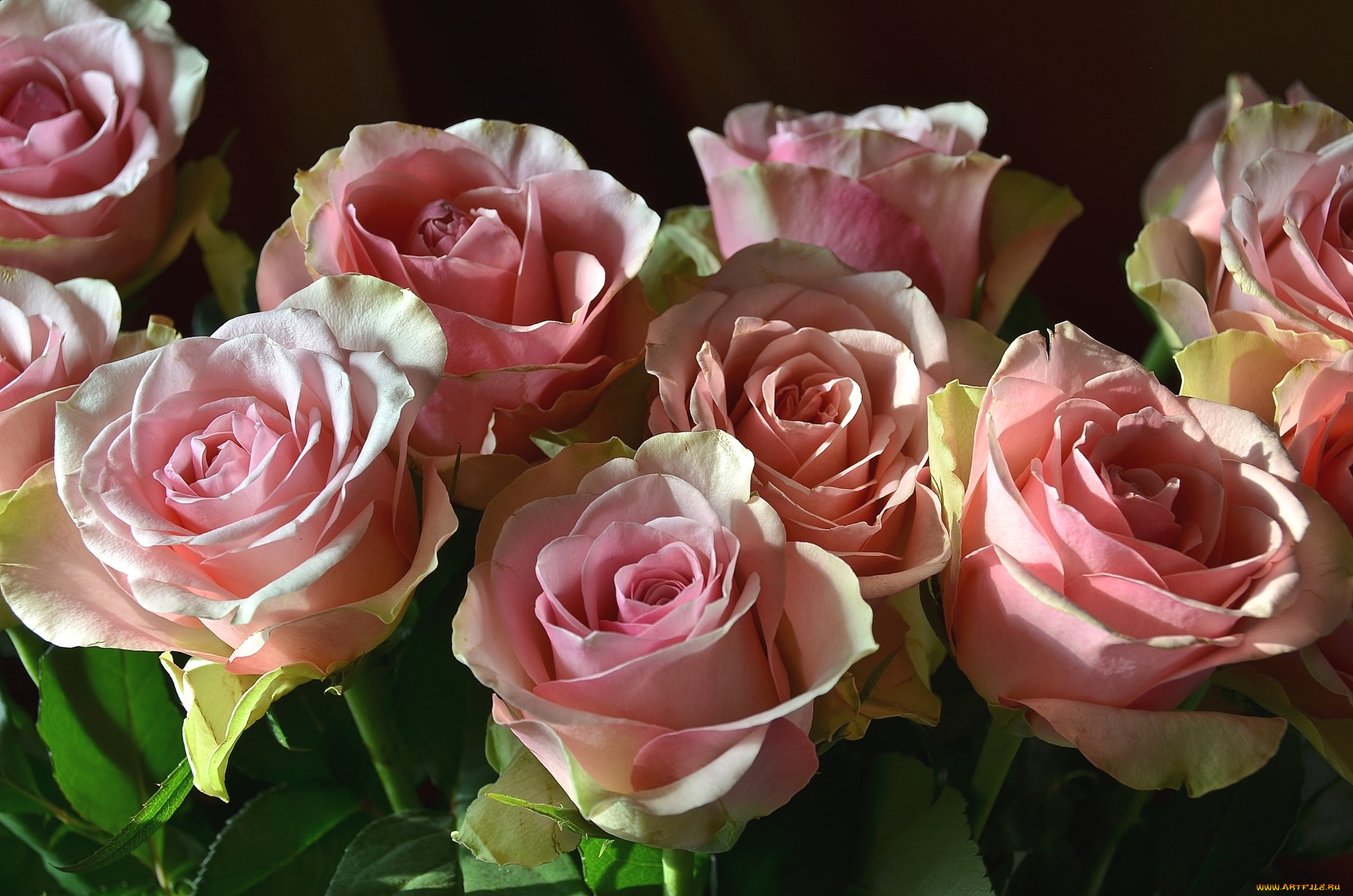 цветы, розы, бутоны, розовый