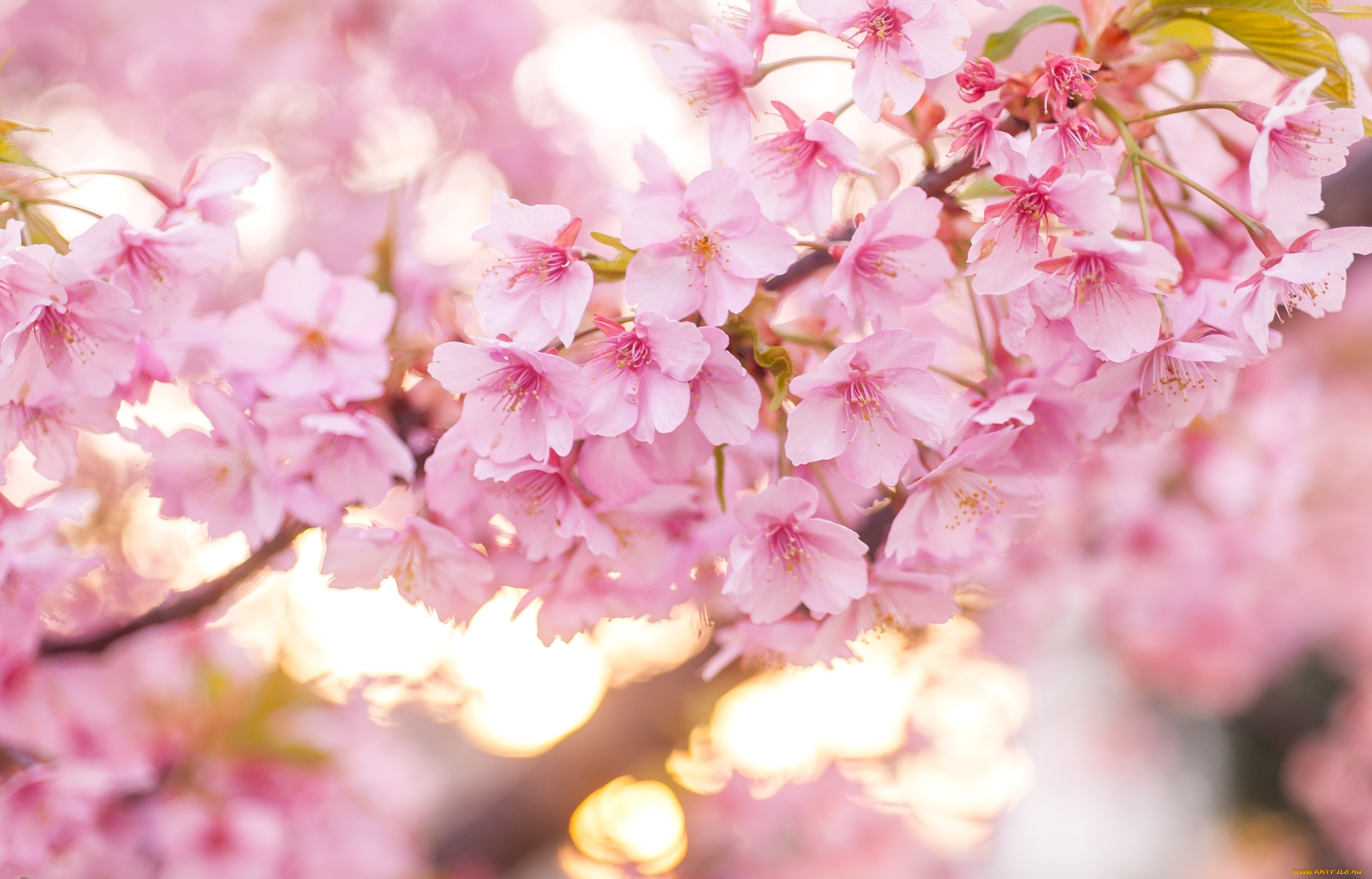 цветы, сакура, , вишня, весна, вишня, цветение, розовый