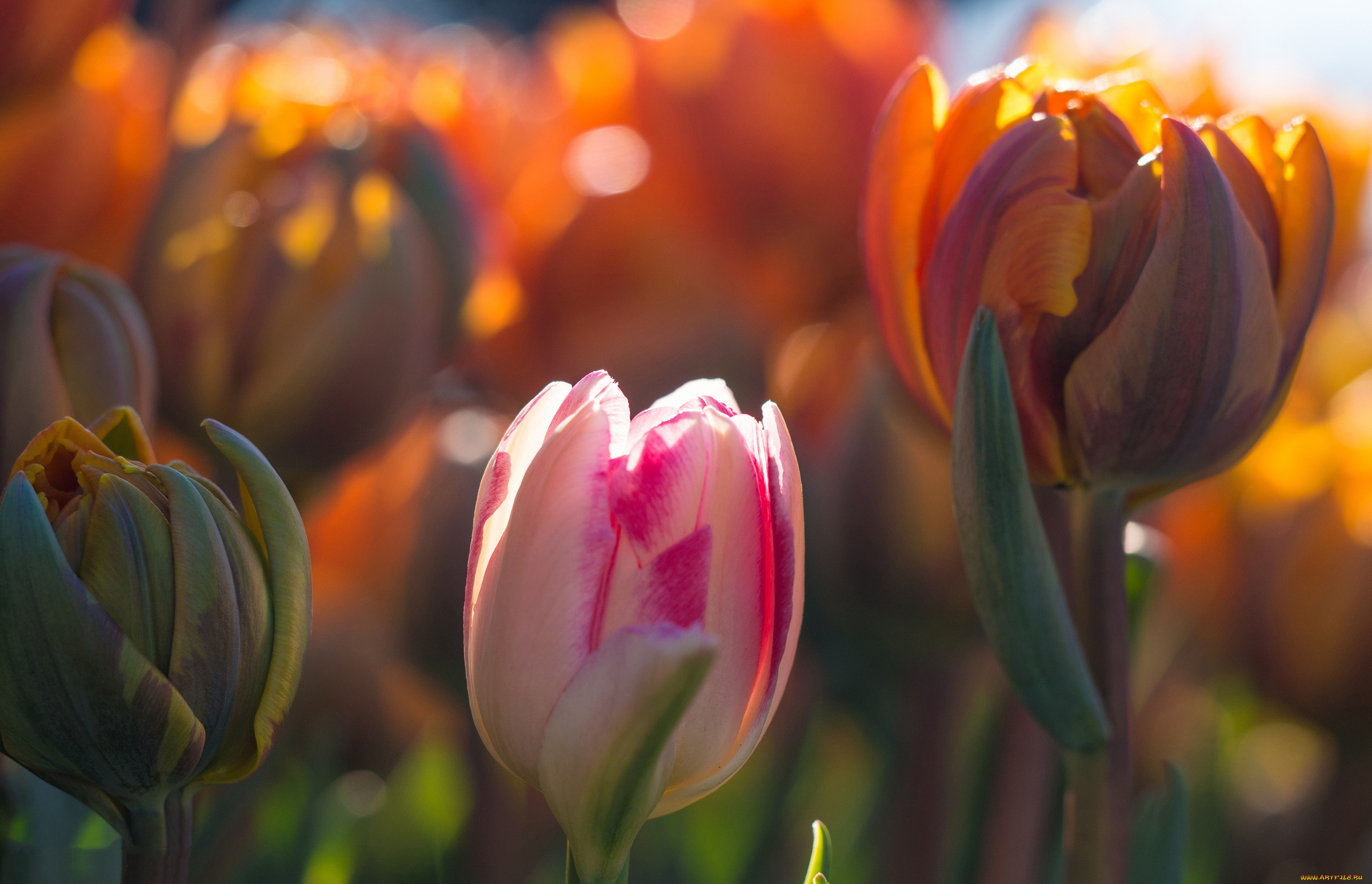 цветы, тюльпаны, макро, свет, боке, весна, бутоны