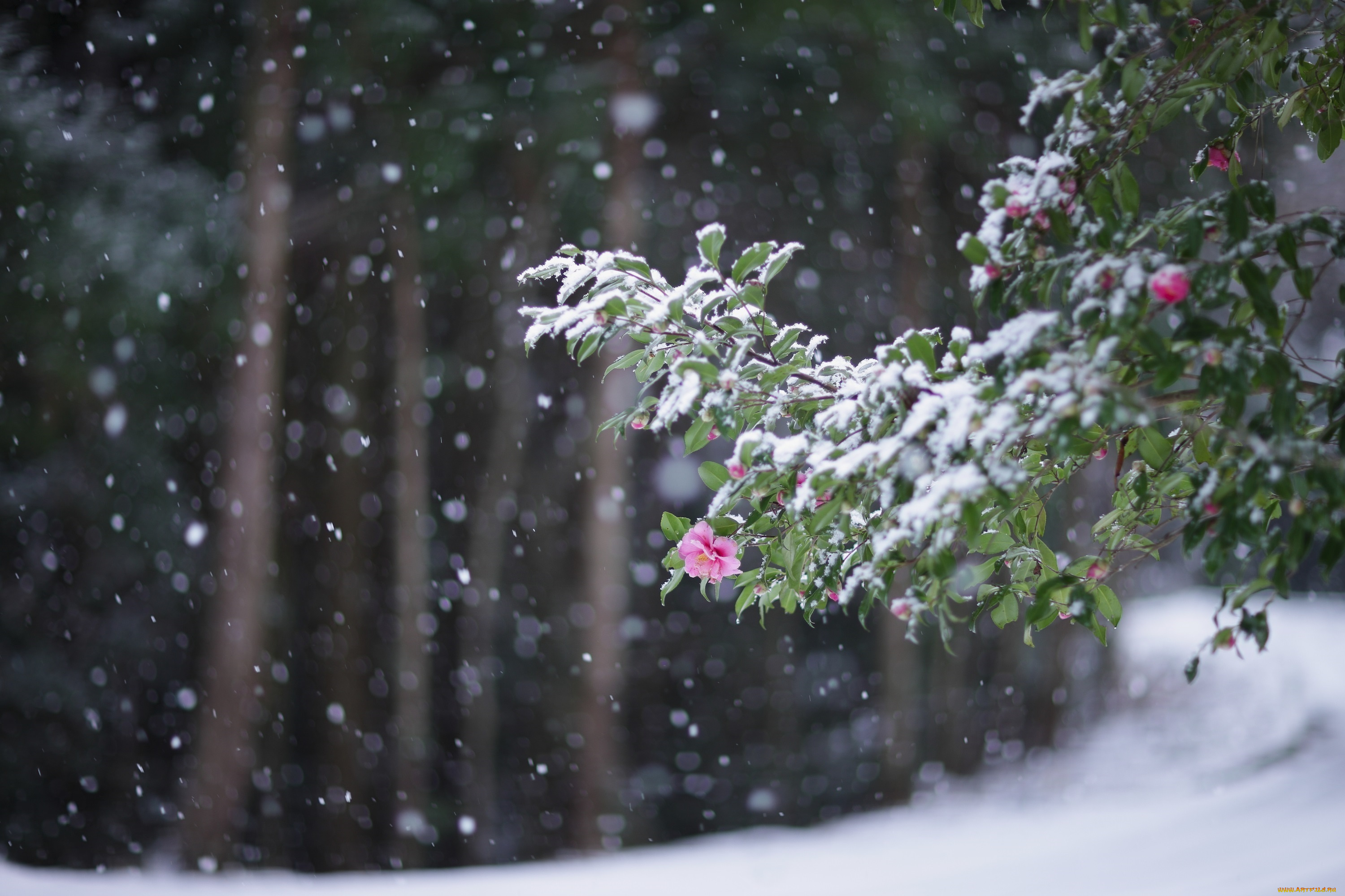 Японская, камелия, цветы, камелии, листва, ветка, холод, снегопад, снег, зима, розовый