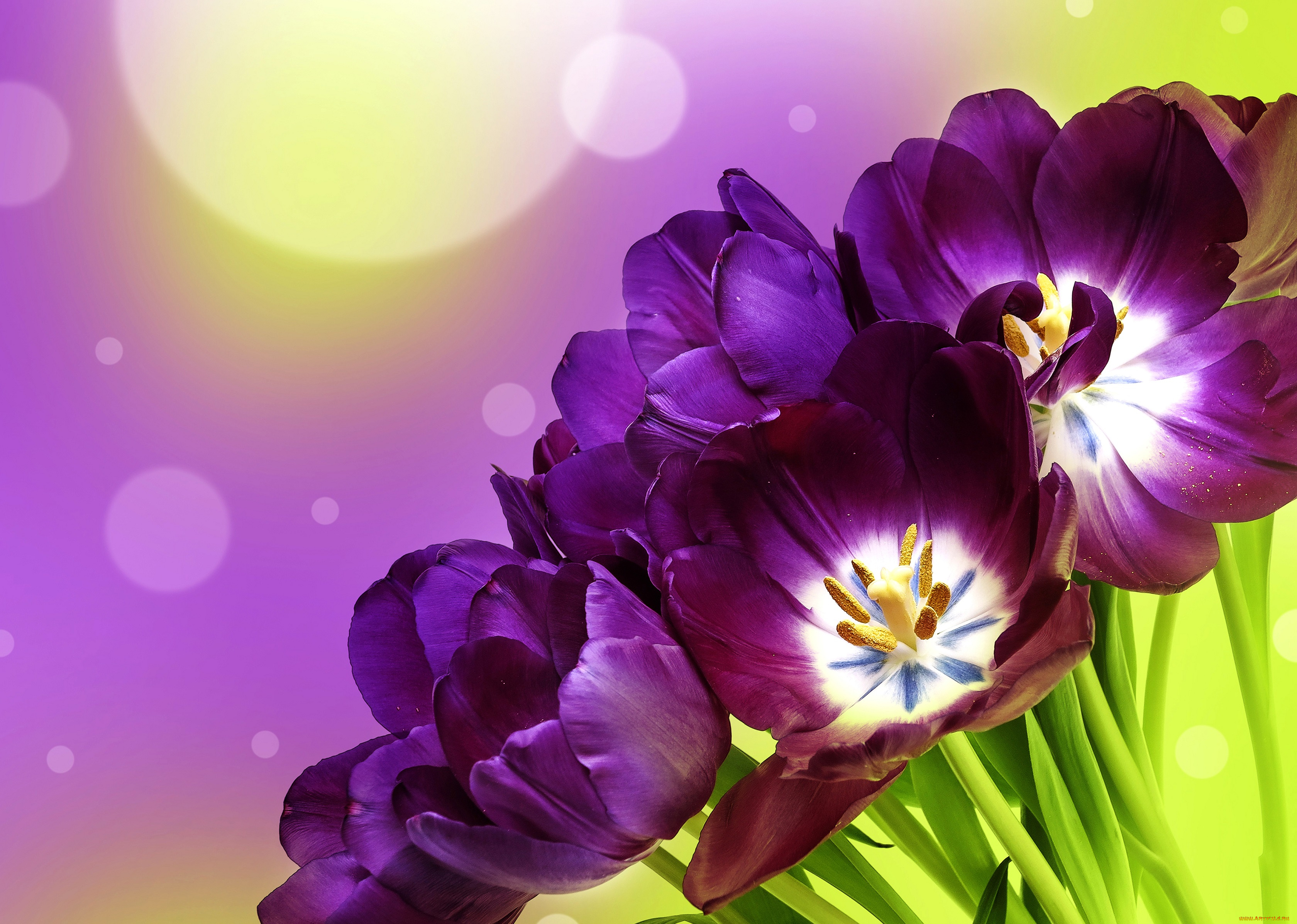 цветы, тюльпаны, фиолетовые, фон, tulips, flowers